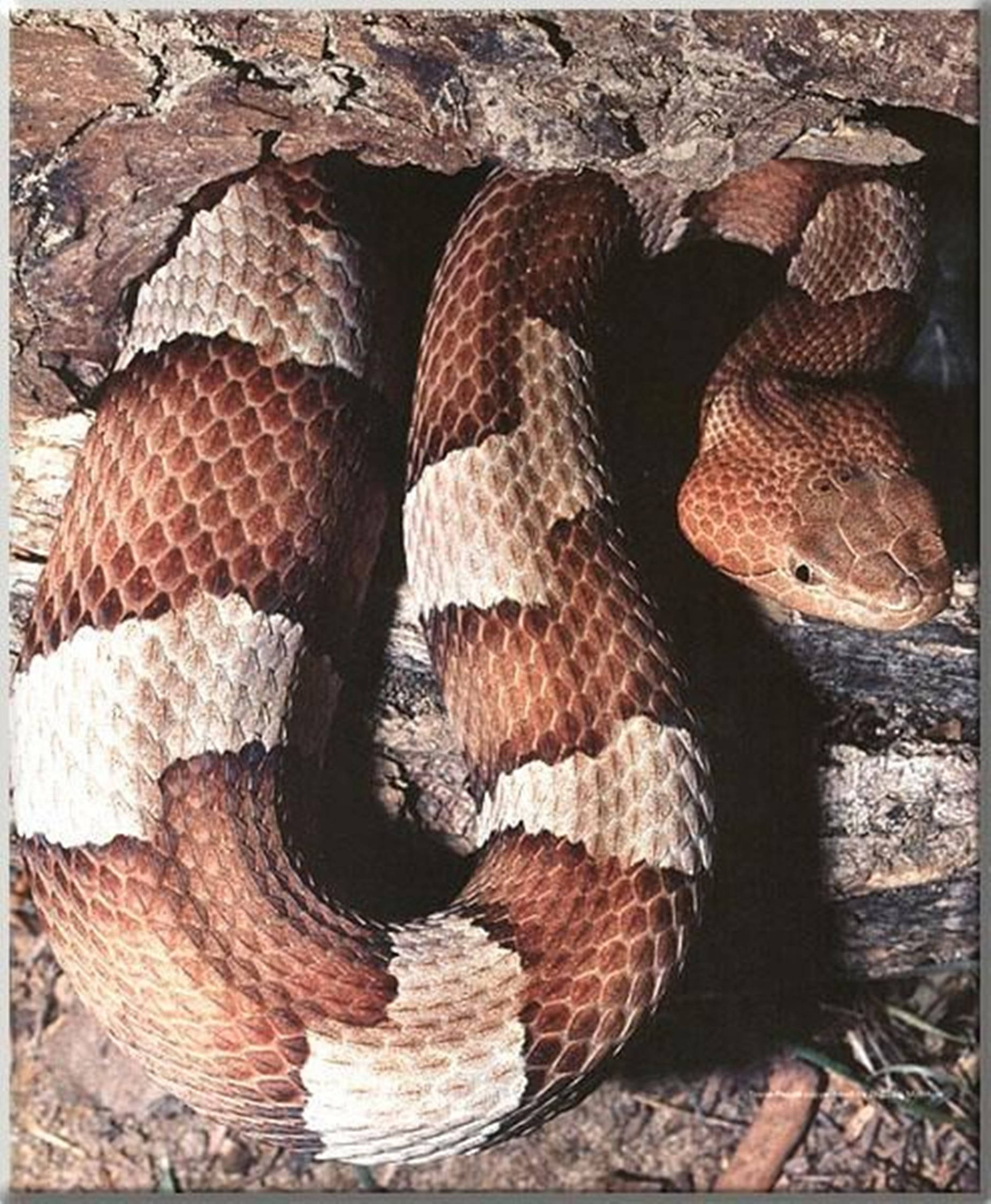 Copperhead, diamond-shaped scales, hollow log, Full HD Phone Wallpaper