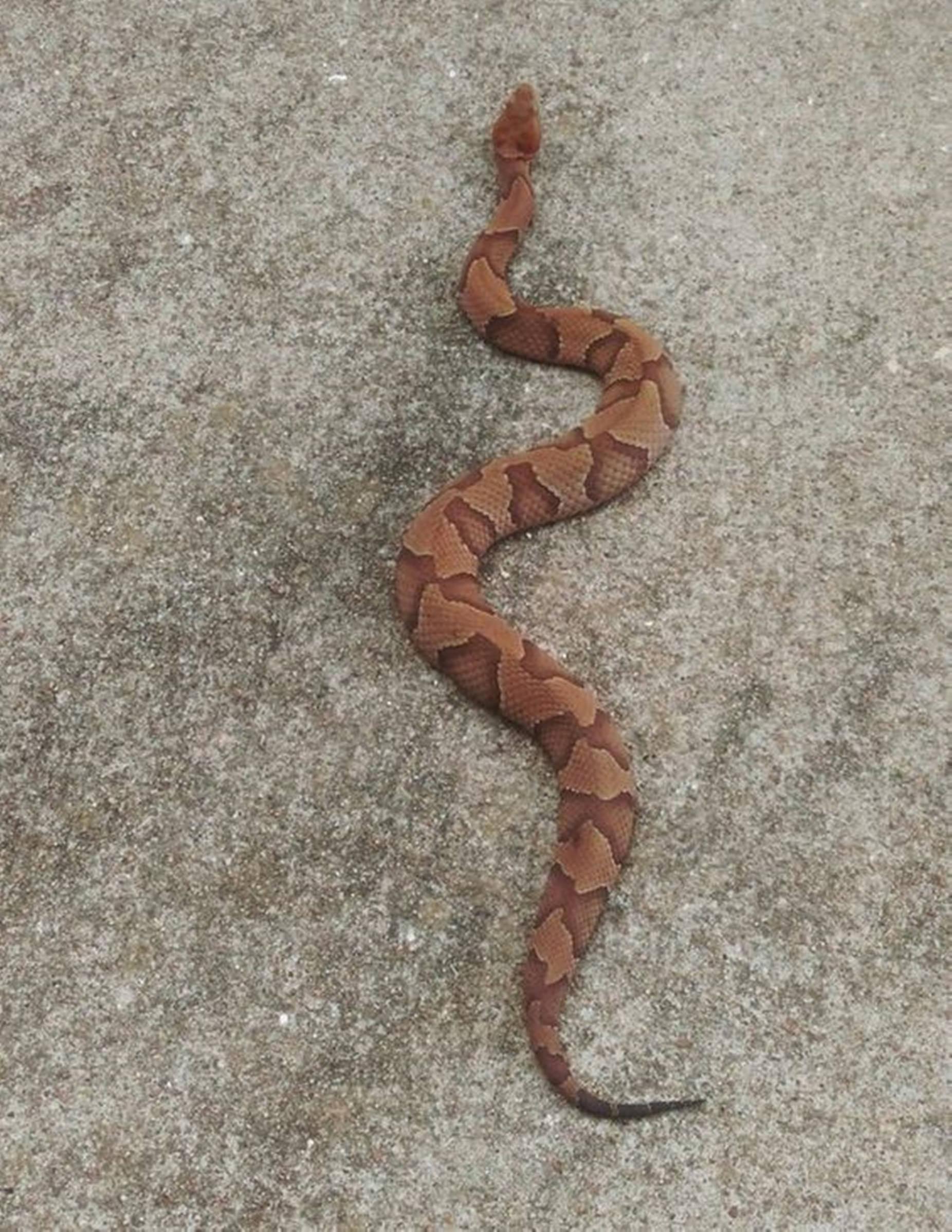 copperhead snake, hourglass patterns, textured gray concrete surface, Full HD Phone Wallpaper