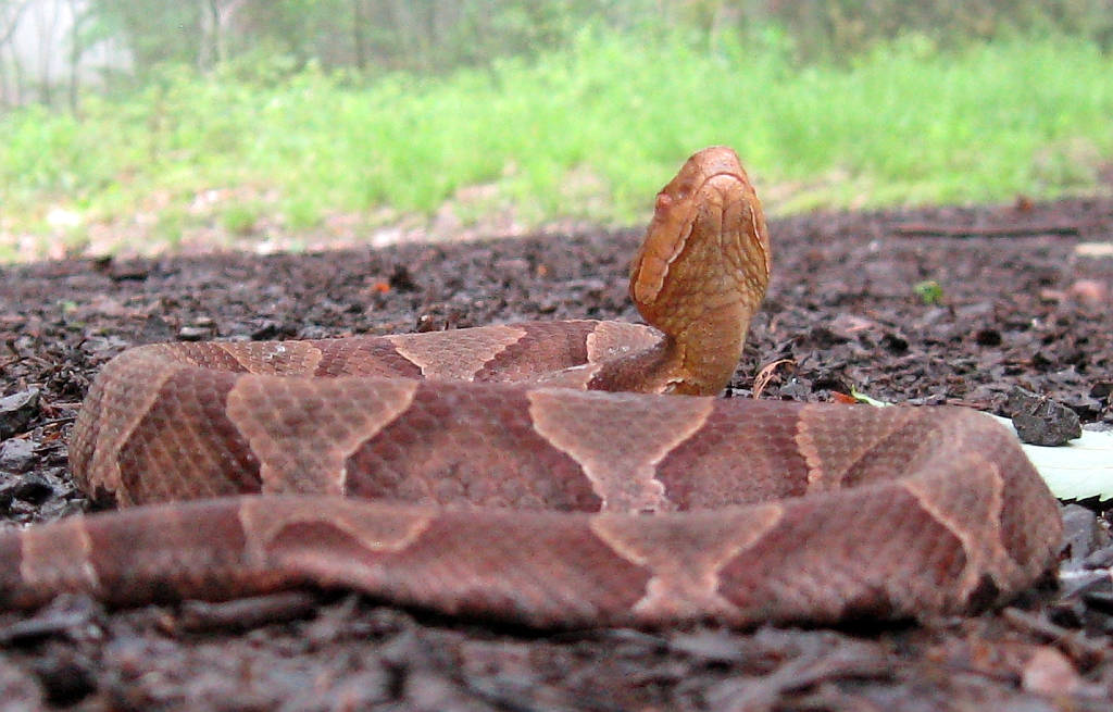 copperhead snake, dark soil, blurred green background, SD Desktop Wallpaper