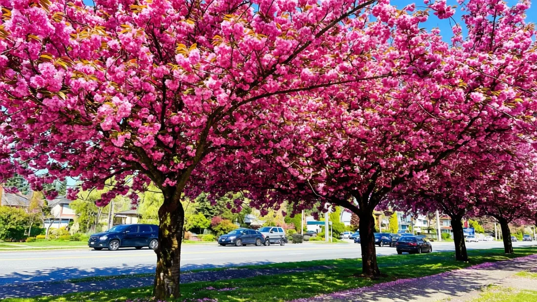 Coquitlam