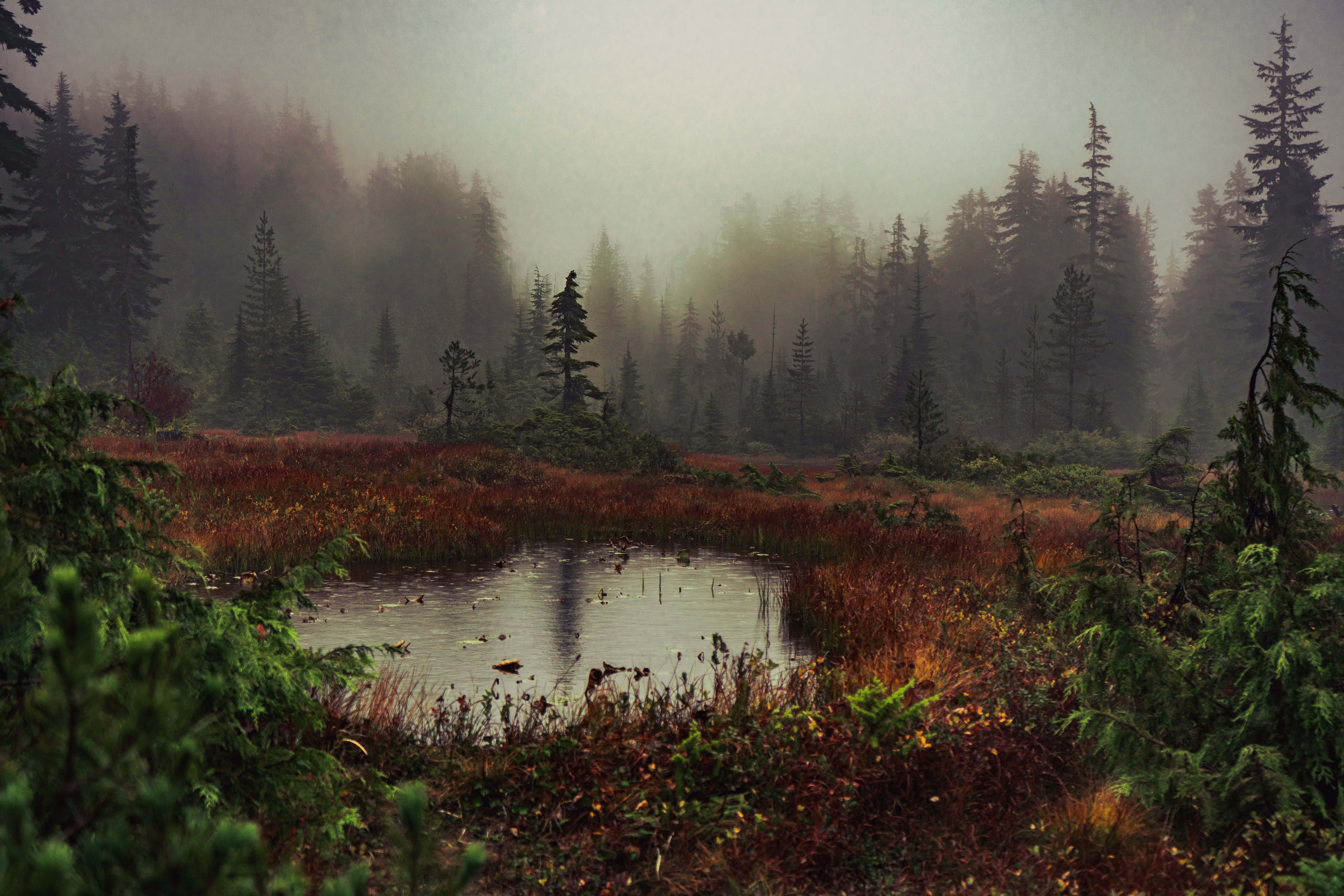 Coquitlam, misty forest, small pond, 8K Desktop Wallpaper