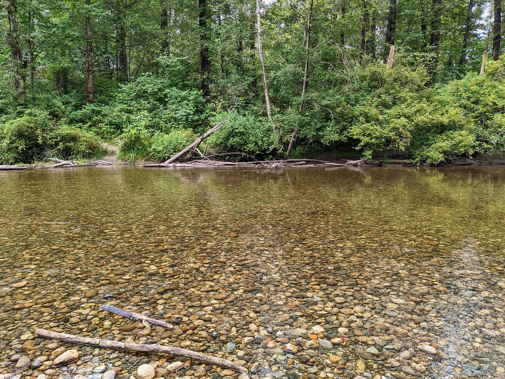 Coquitlam River, pebble bed, forest stream, SD Desktop Wallpaper