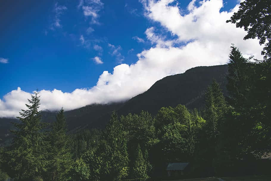 Coquitlam Mountain, forest, bright blue sky, SD Desktop Wallpaper