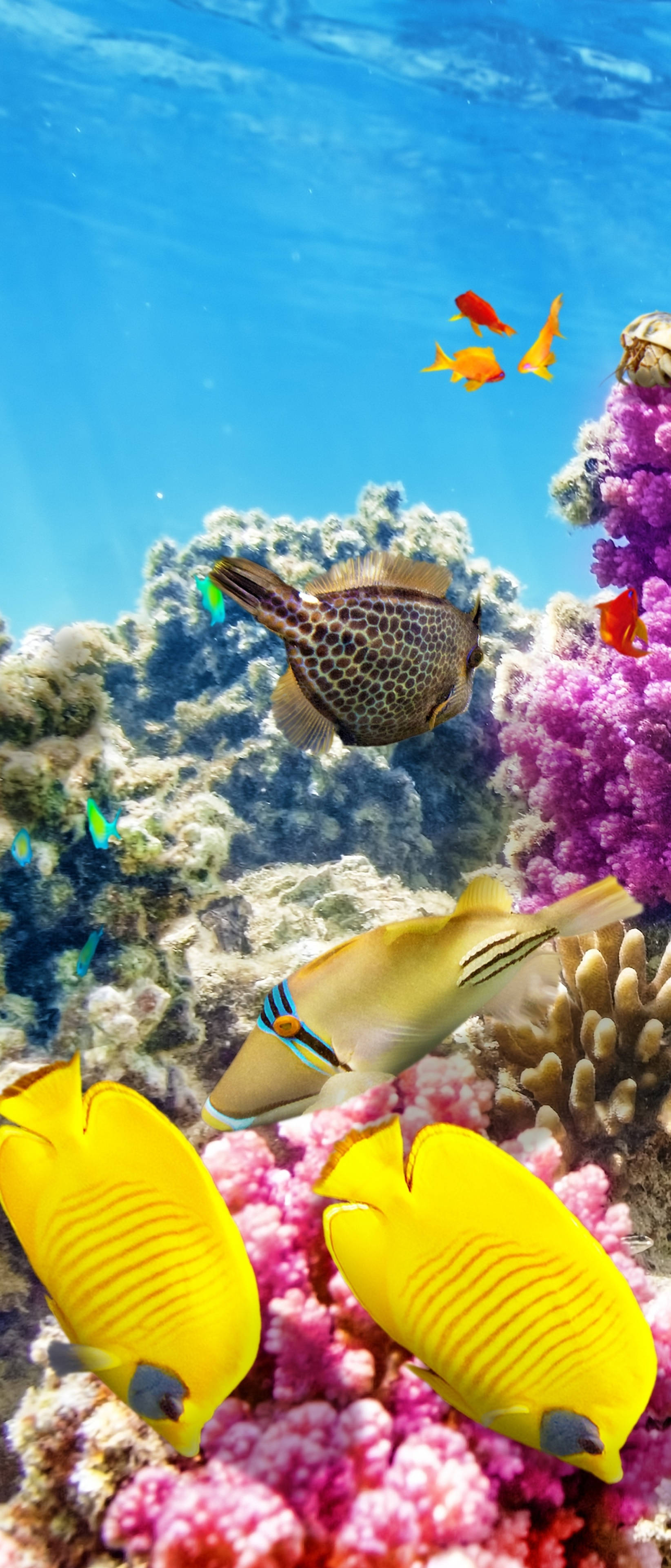 Coral Reef, yellow butterflyfish, tropical fish, 4K Phone Wallpaper