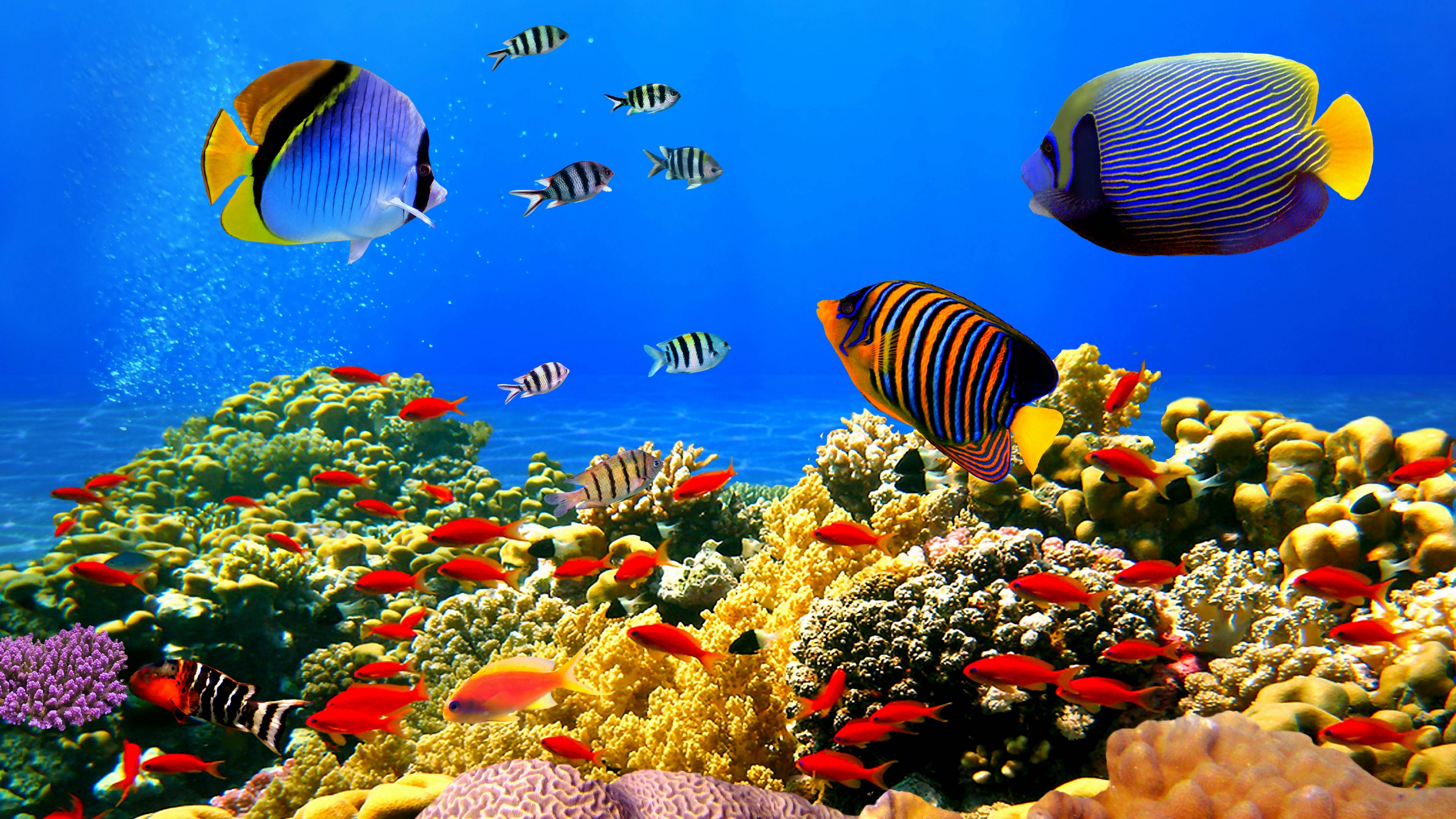Coral Reef, colorful butterflyfish, vibrant tropical fish, 4K Desktop Wallpaper