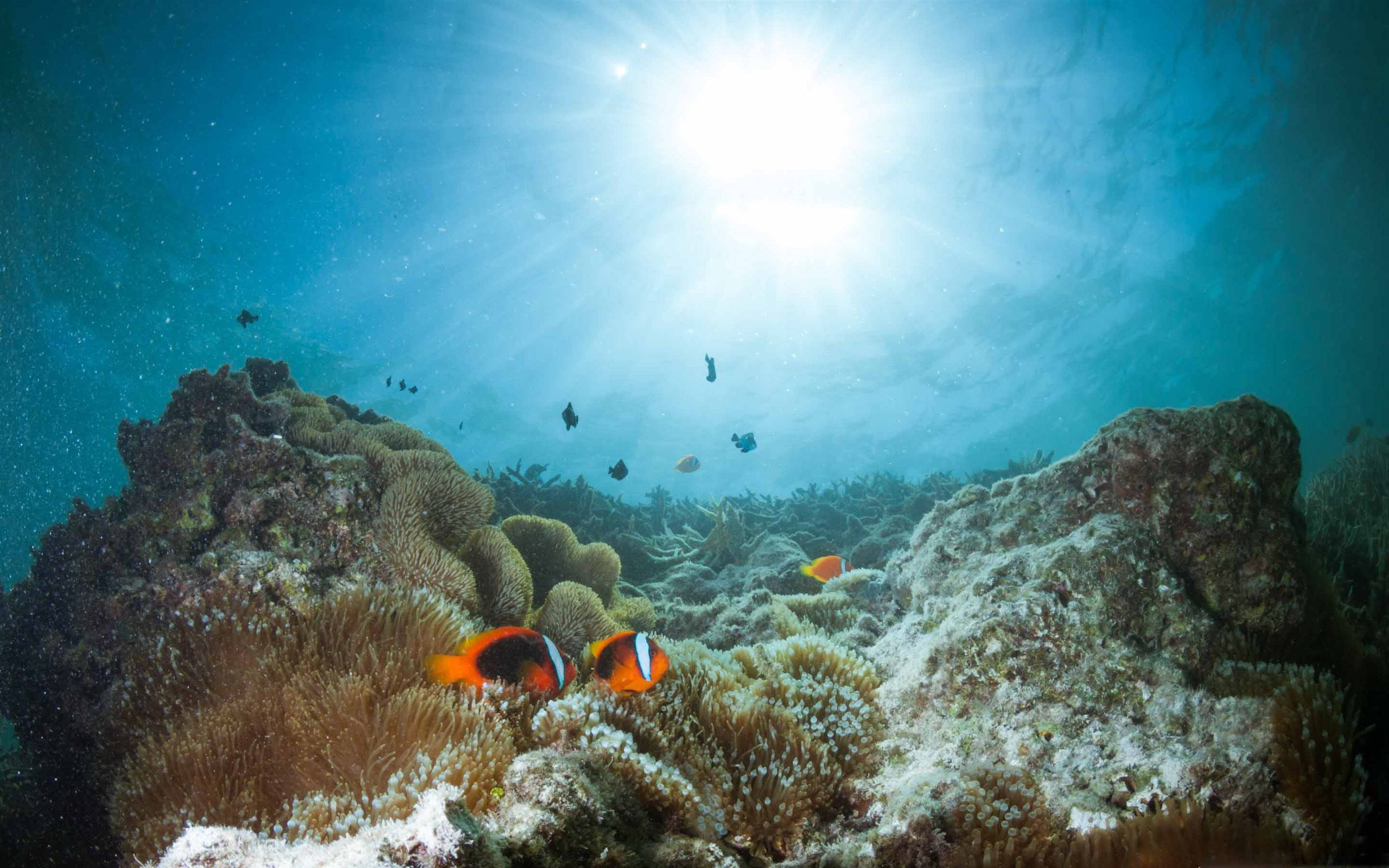 coral reef, anemonefish, turquoise water, 2K Desktop Wallpaper