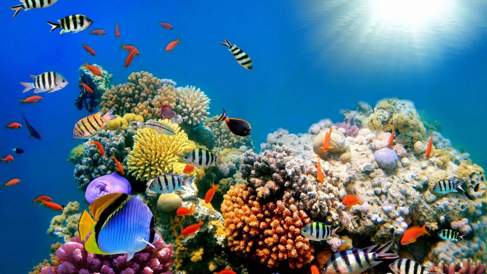 Coral Reef, plastic ocean, vibrant coral reef, HD Desktop Wallpaper