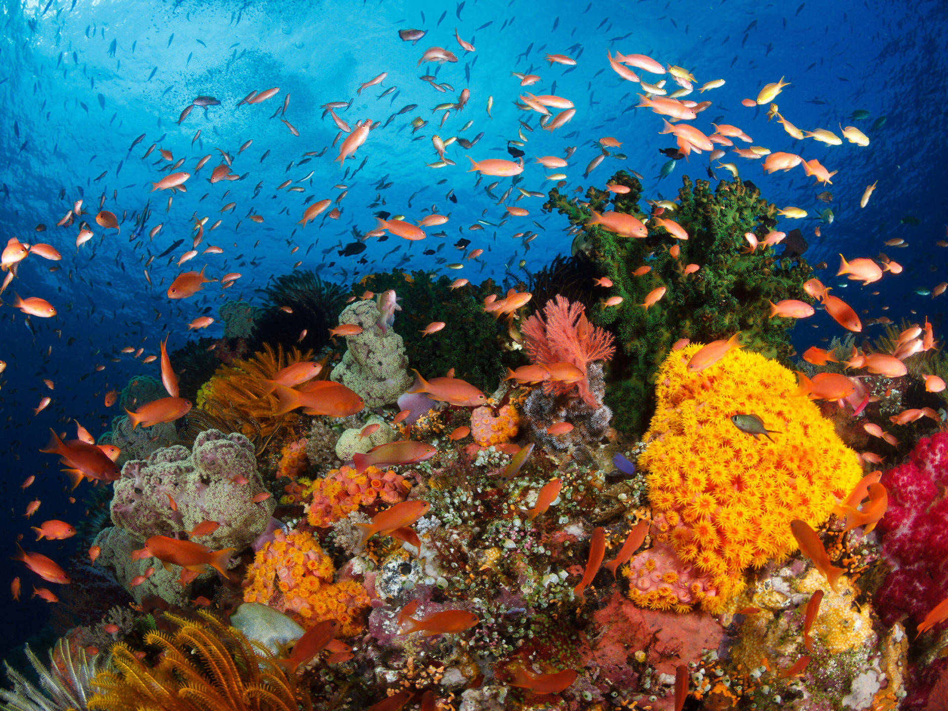 orange coral reef, vibrant coral reef, orange fish, Full HD Desktop Wallpaper