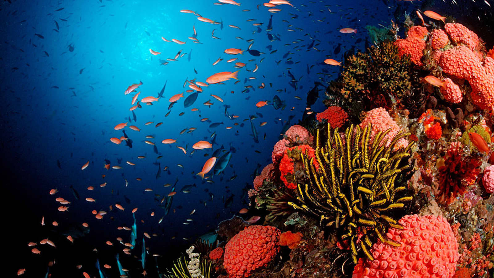 Coral Reef, strawberry vase, sponge, HD Desktop Wallpaper