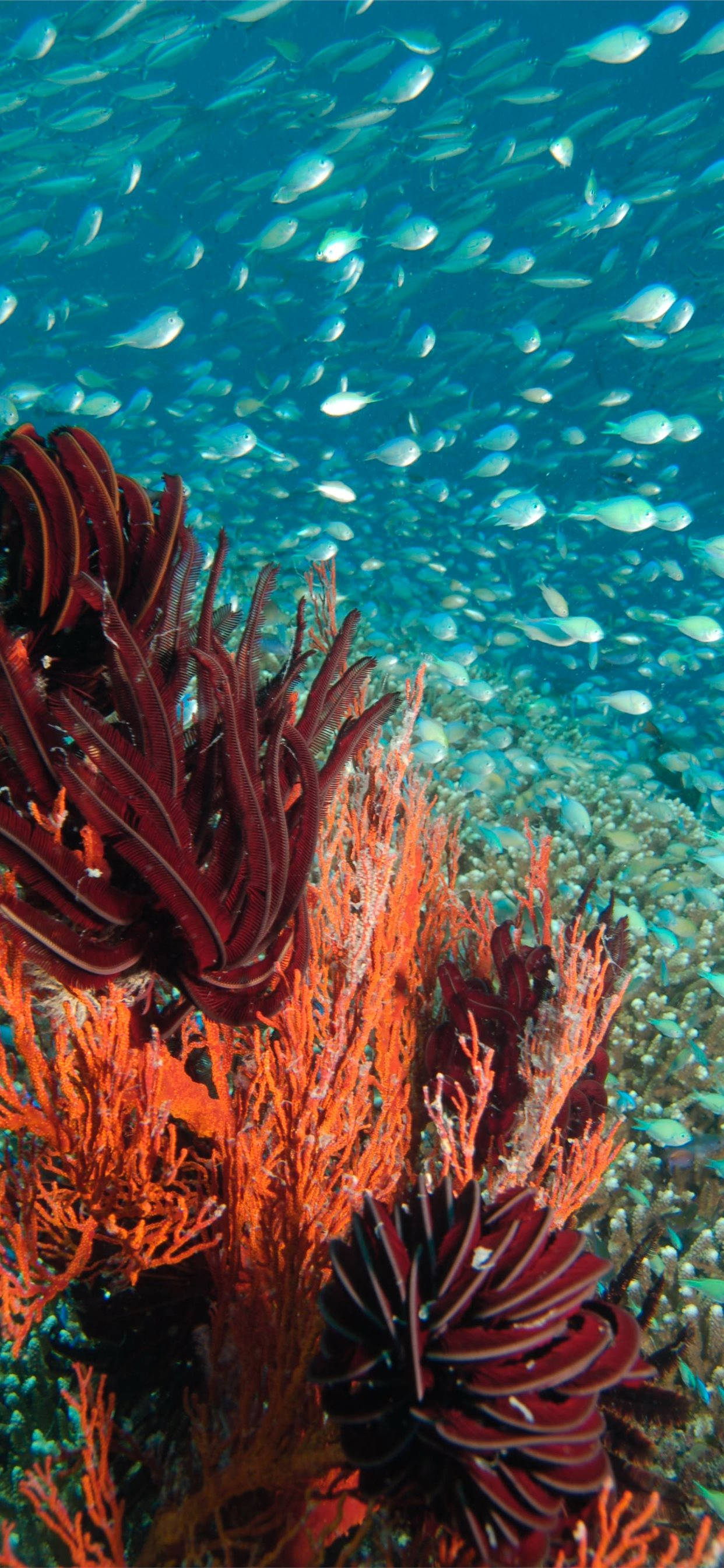 Coral Reef, sea anemone, vibrant red, 2K Phone Wallpaper