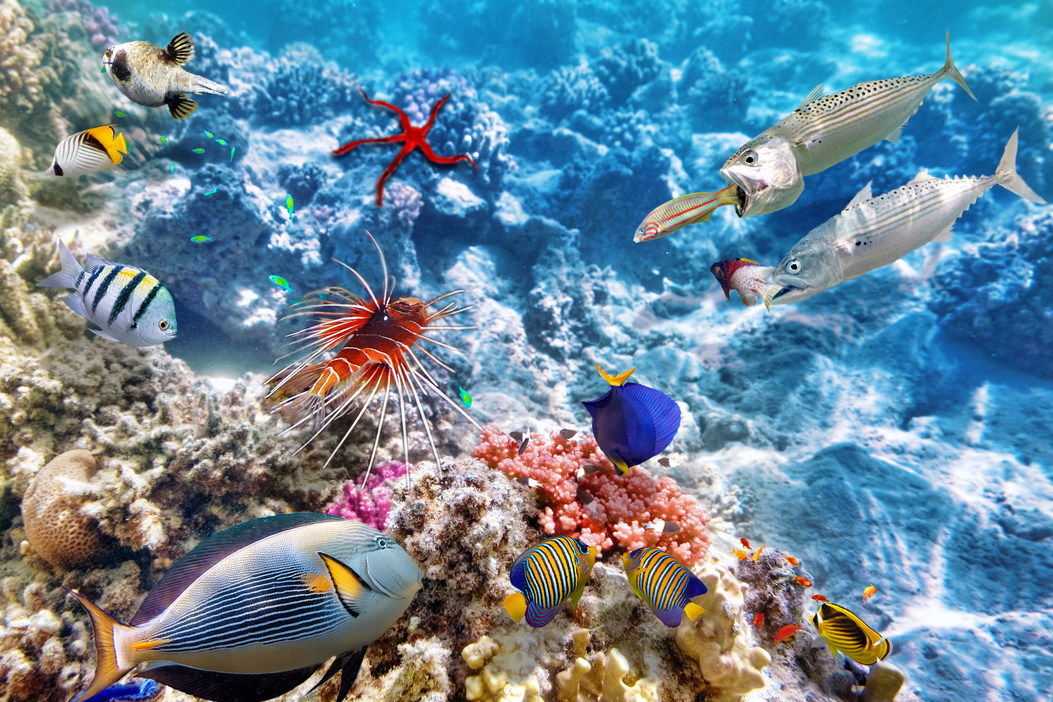 coral reef fish, tropical fish, colorful coral reefs, 2K Desktop Wallpaper
