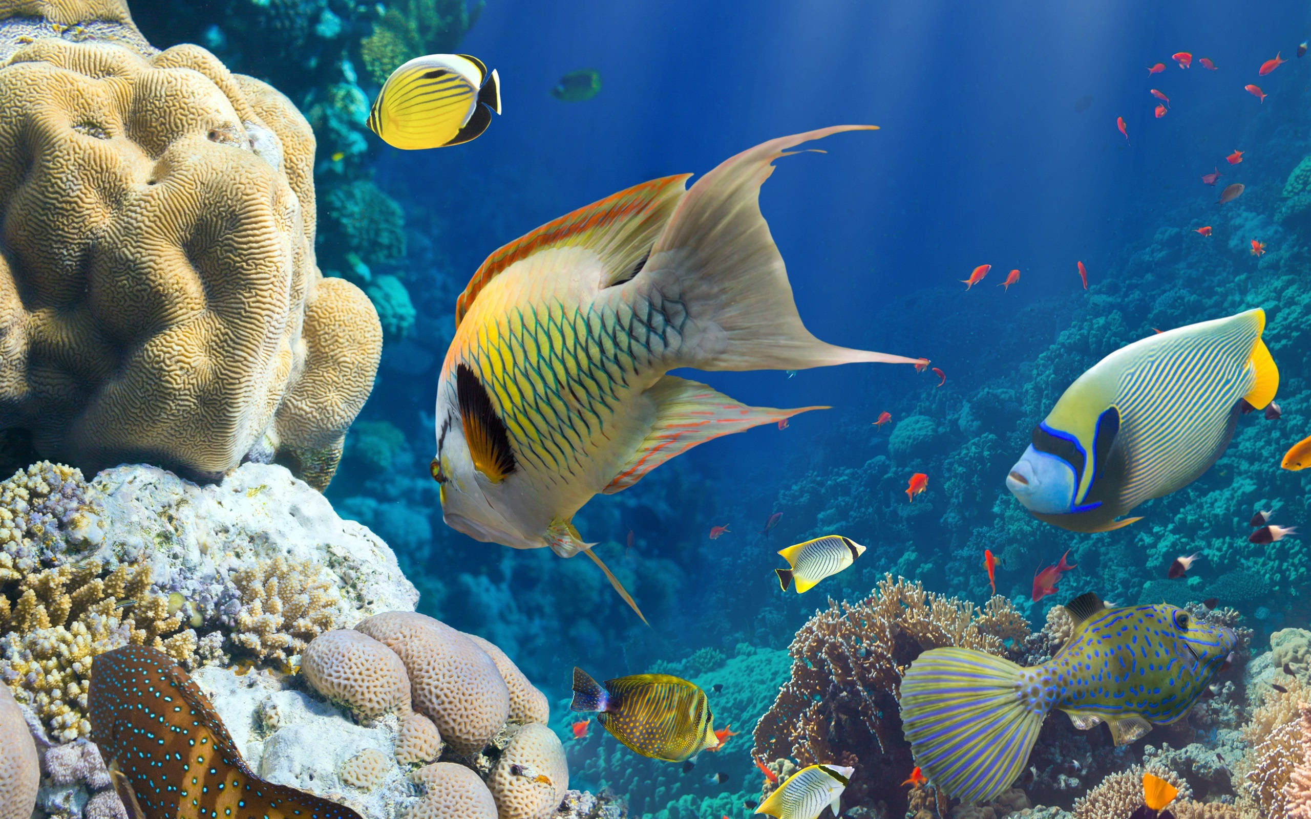 Coral Reef, tropical fish, colorful coral formations, 2K Desktop Wallpaper