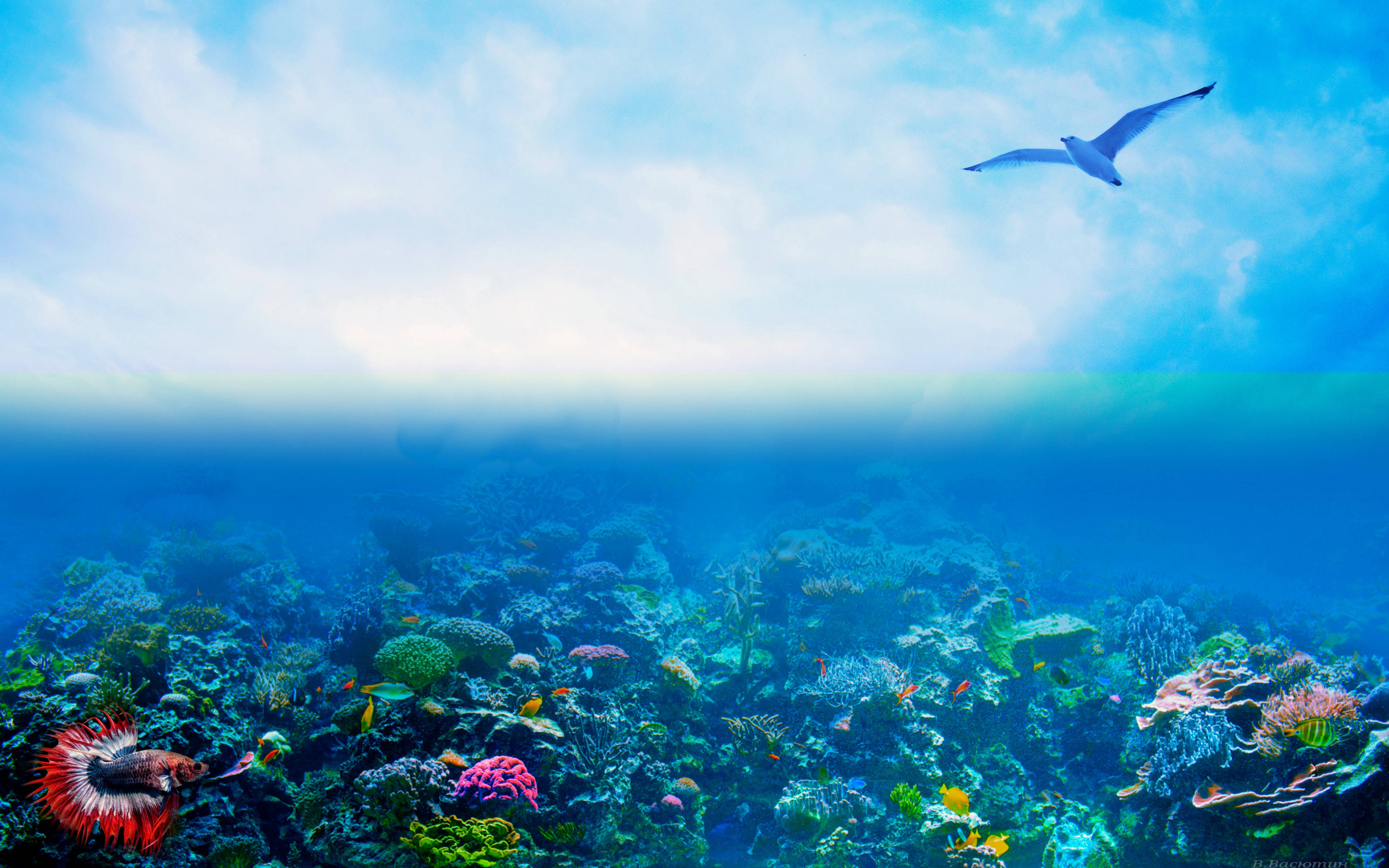 Coral Reef, gull, vibrant coral reef, 4K Desktop Wallpaper