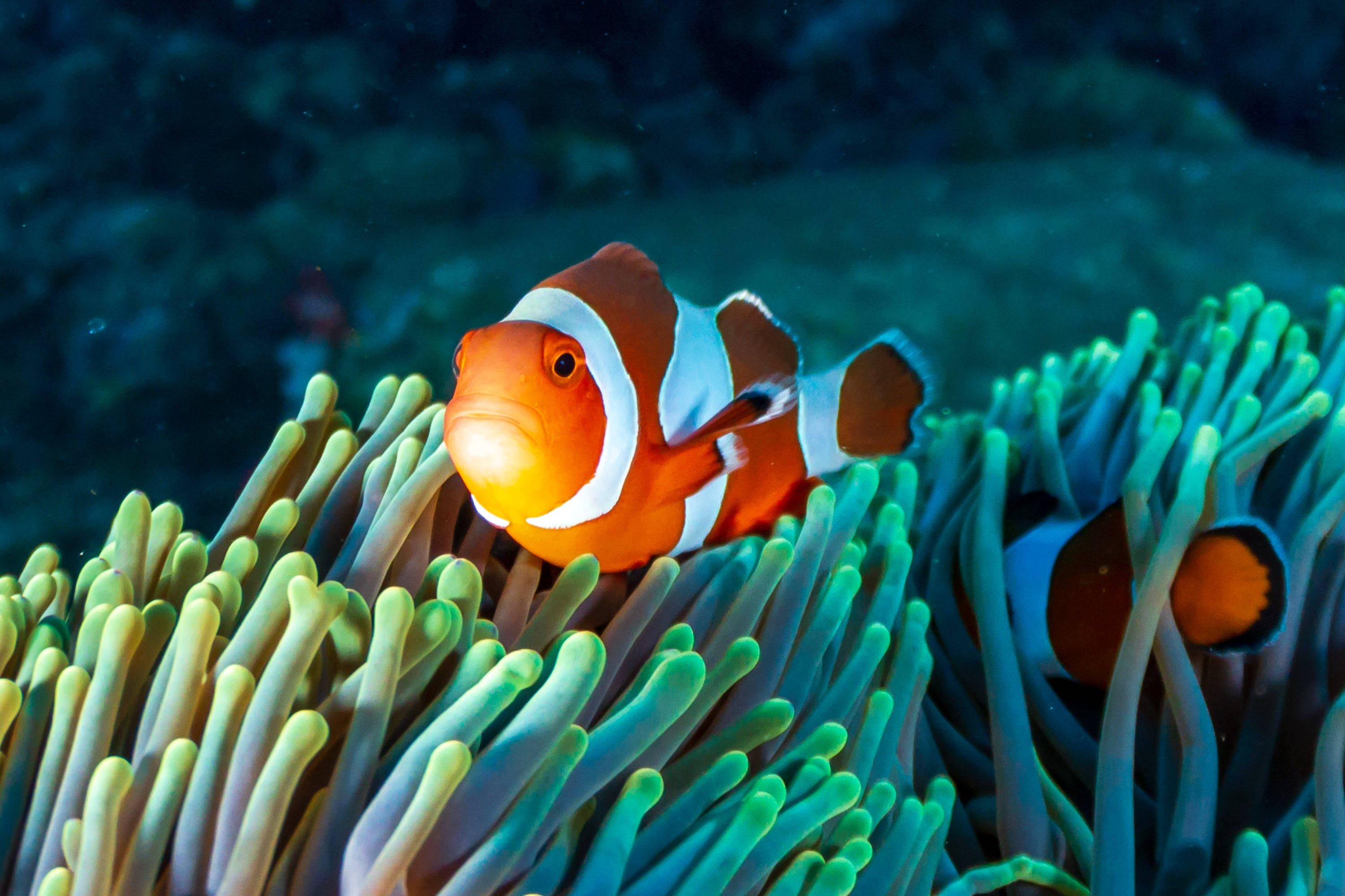 clownfish, coral reef, orange, 2K Desktop Wallpaper