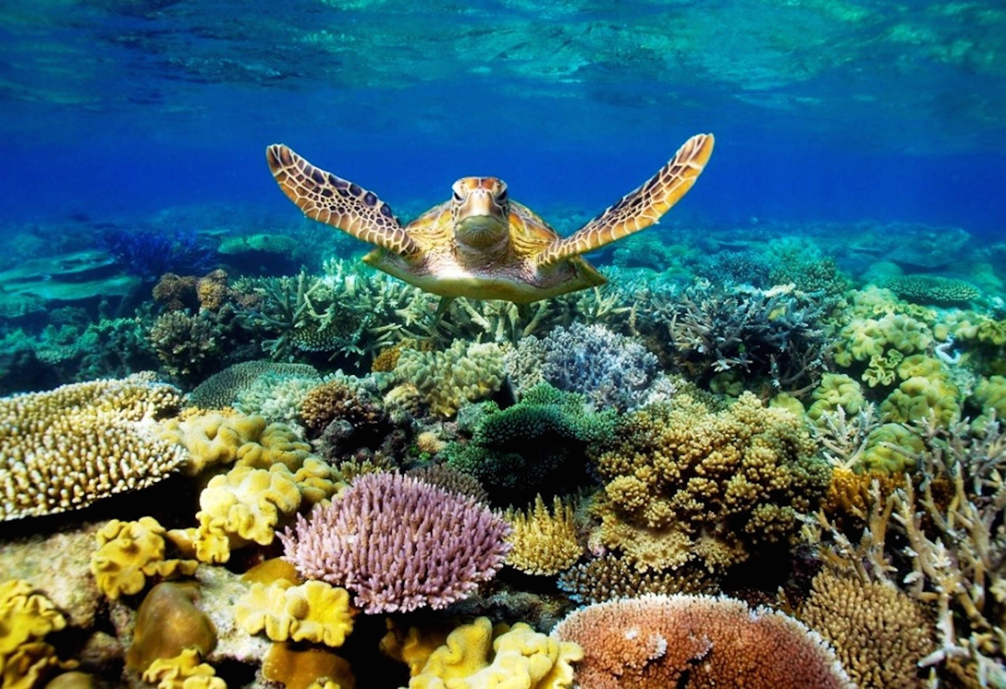 Coral Reef, sea turtle, vibrant coral reef, Full HD Desktop Wallpaper