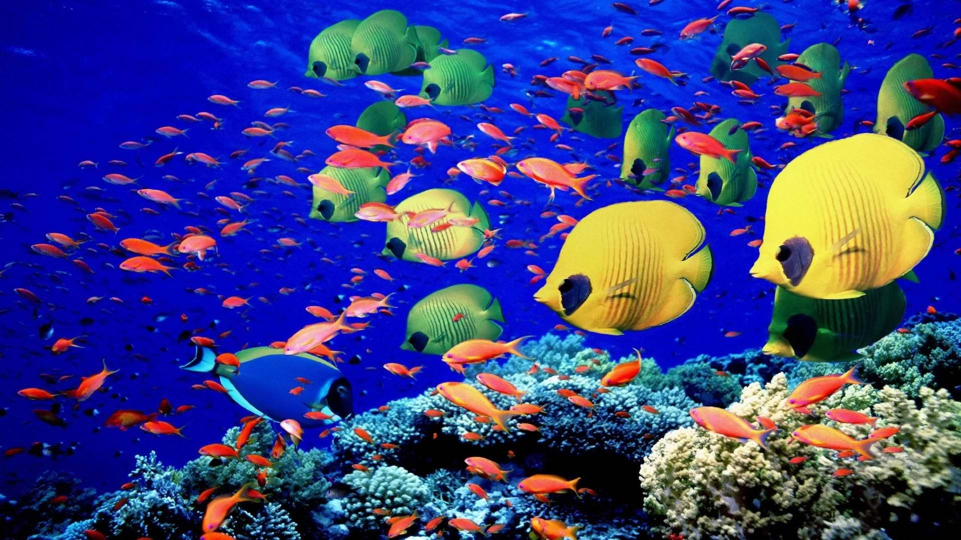 Coral Reef, Red Sea, ocean, Full HD Desktop Wallpaper