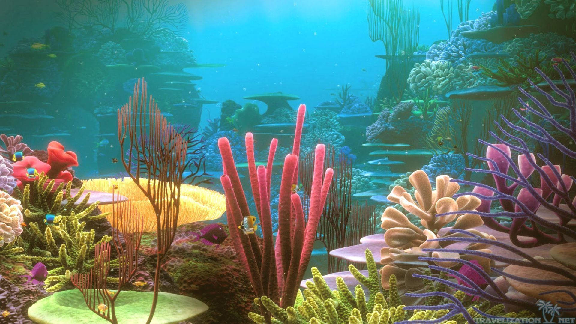 underwater coral reef, vibrant coral reef, colorful sea fans, Full HD Desktop Wallpaper