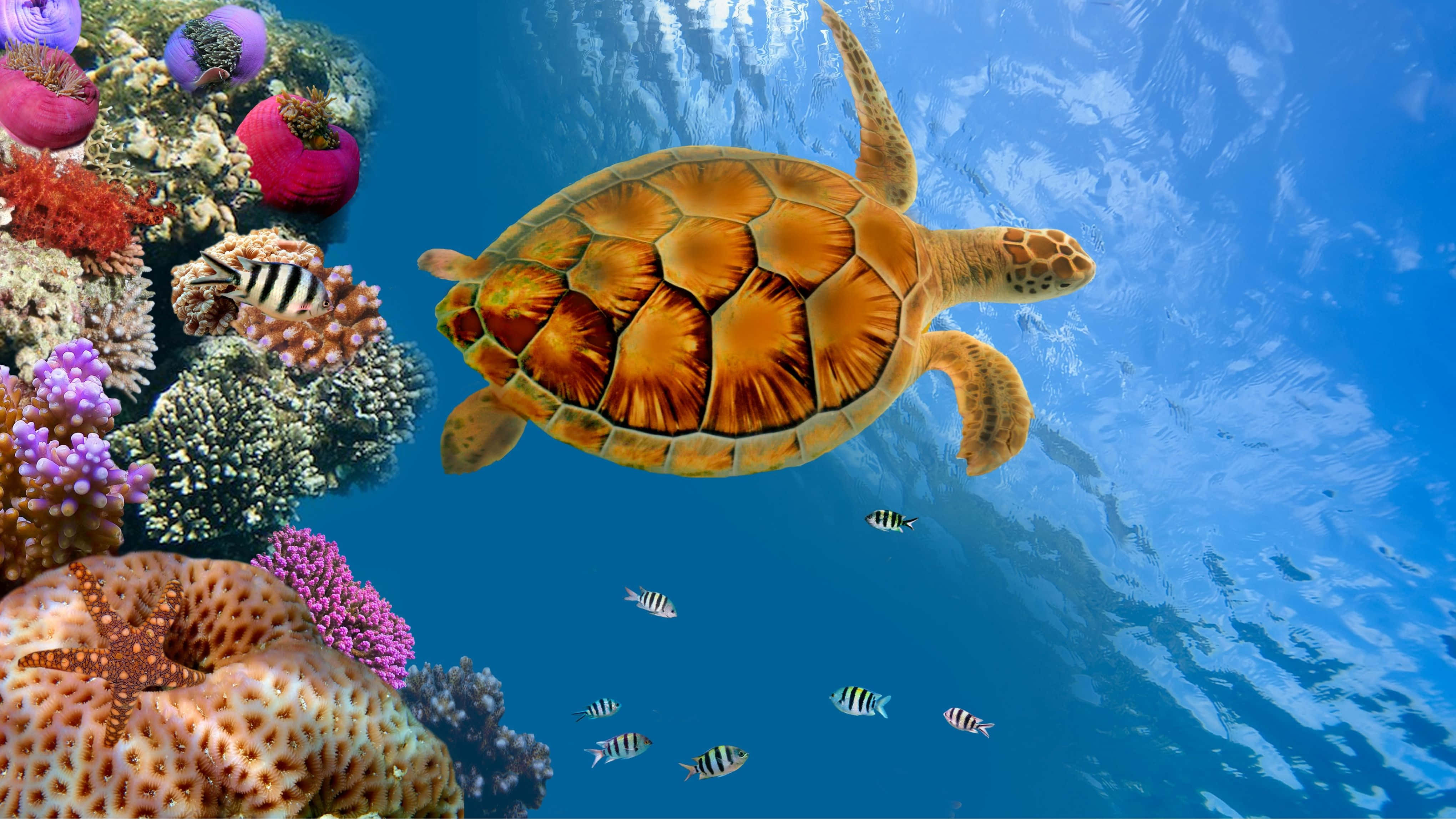 4K Monitor, sea turtle, vibrant coral reefs, 4K Desktop Wallpaper