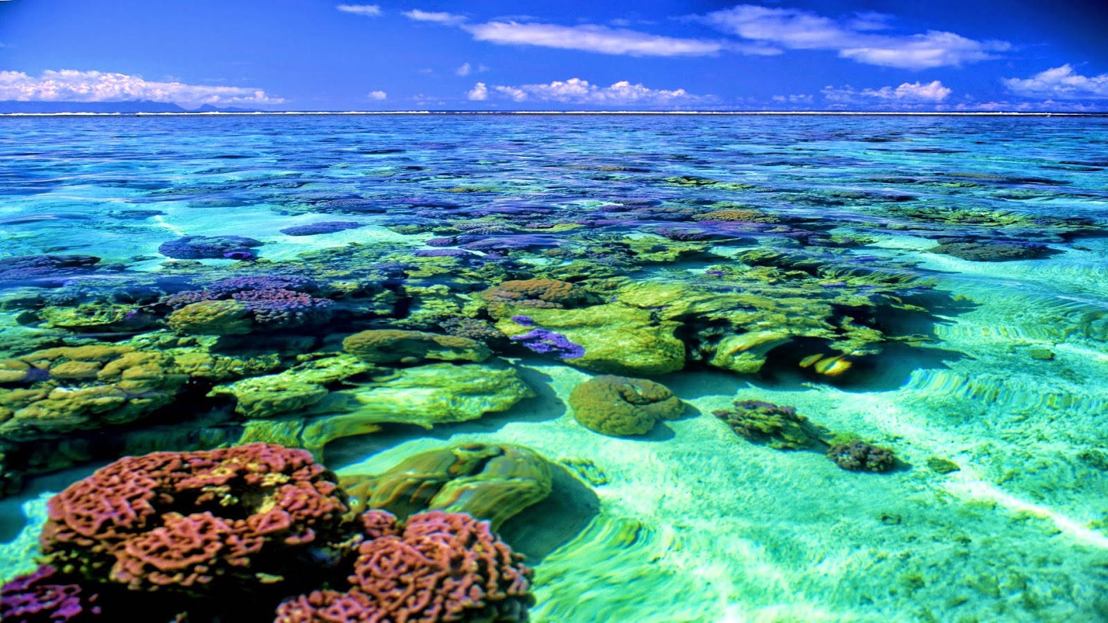 Coral Reef, sea surface, turquoise waters, HD Desktop Wallpaper