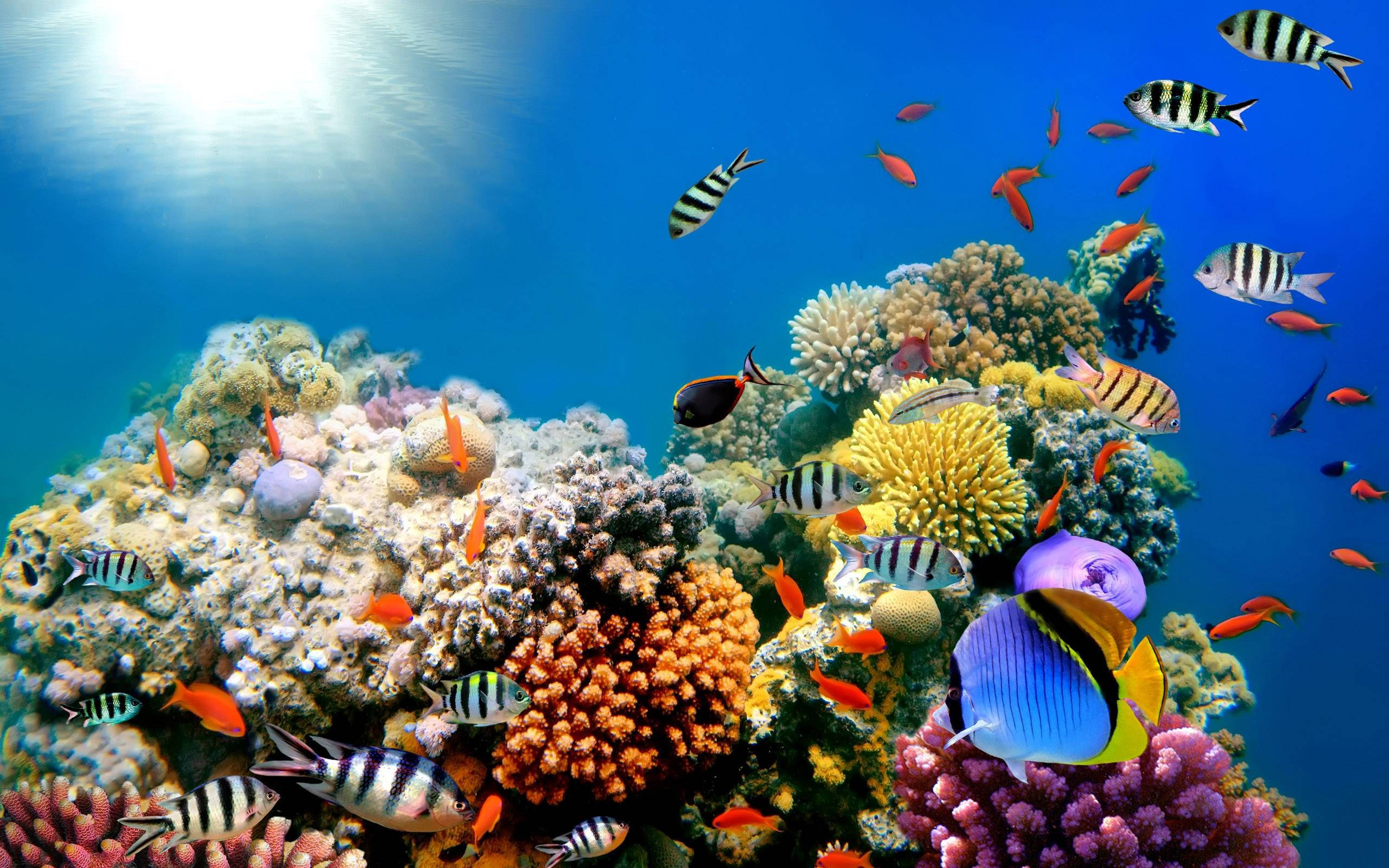 Coral Reef, tropical fish, bright sunlight, 2K Desktop Wallpaper