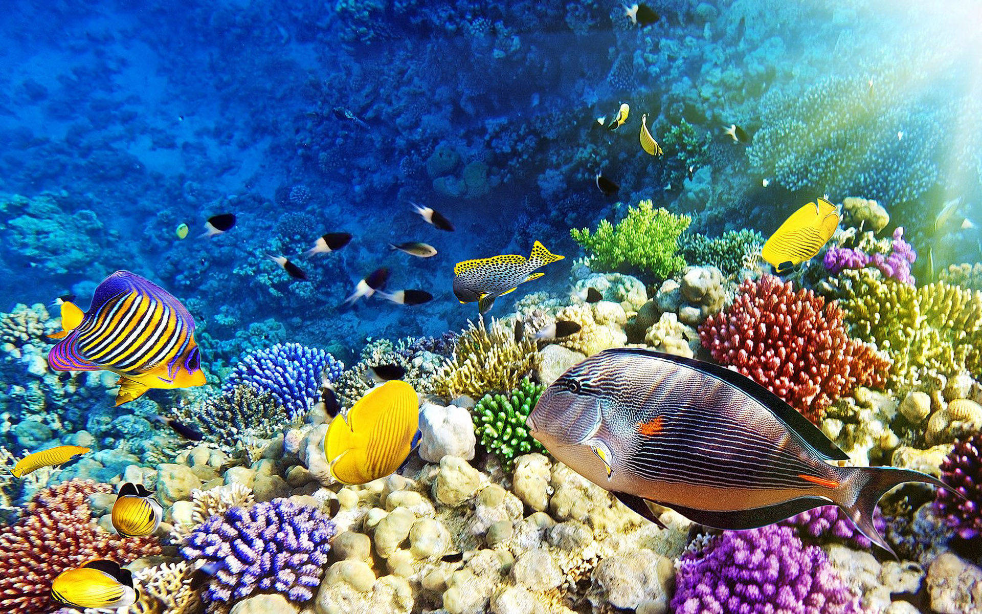 Coral Reef, tropical fish, colorful coral reefs, Full HD Desktop Wallpaper