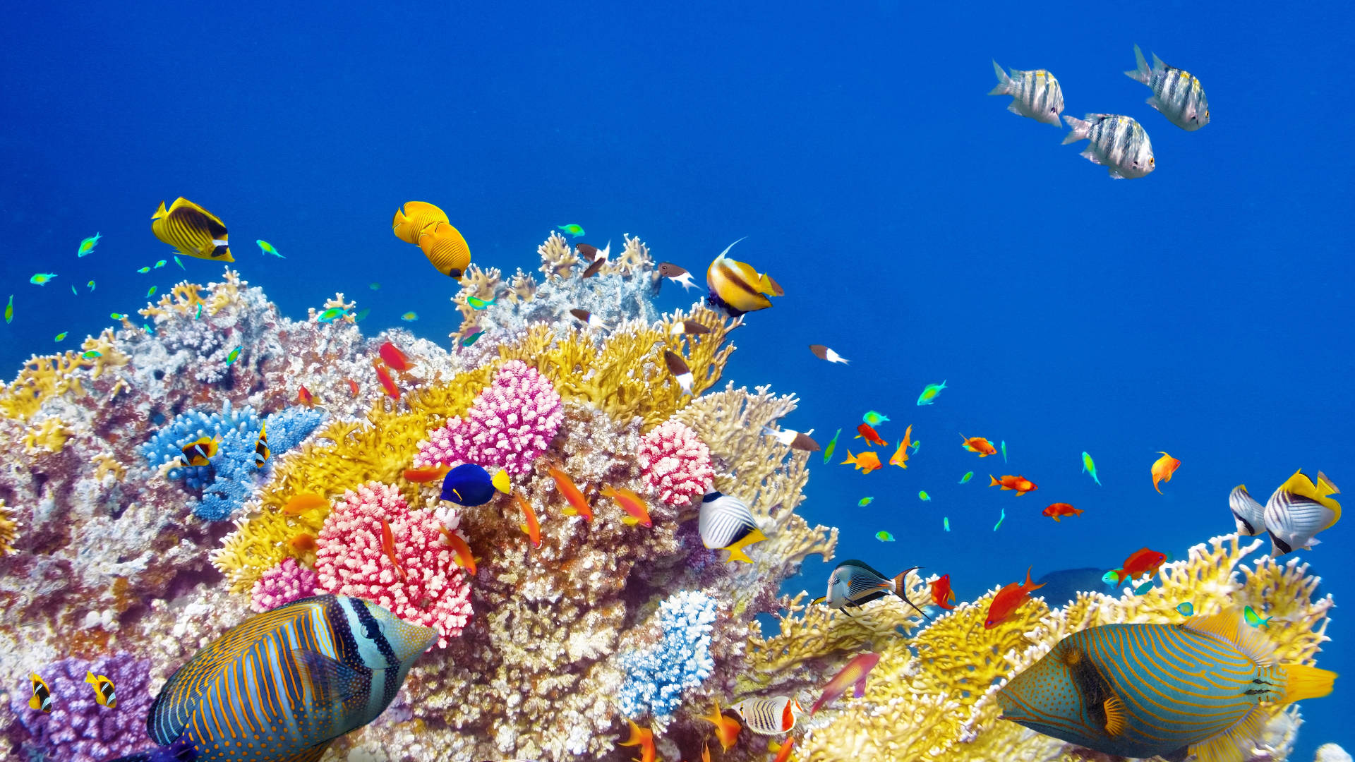 tropical fish, coral reef, colorful tropical fish, Full HD Desktop Wallpaper