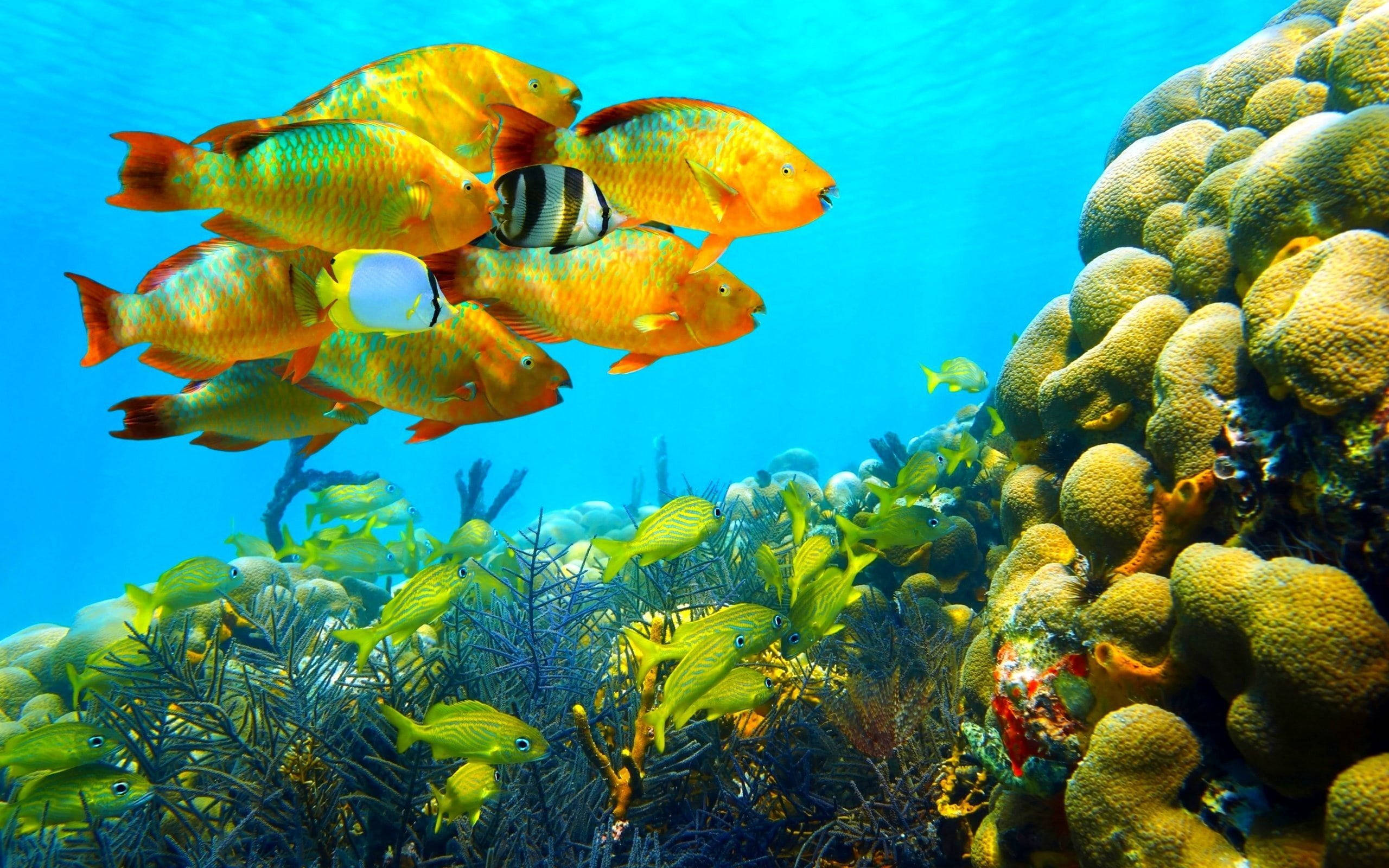 school of fish, orange parrotfish, textured coral reef, 2K Desktop Wallpaper