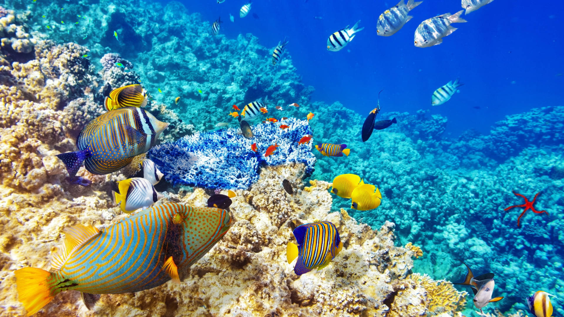 tropical fish, colorful coral reefs, clear blue ocean water, Full HD Desktop Wallpaper