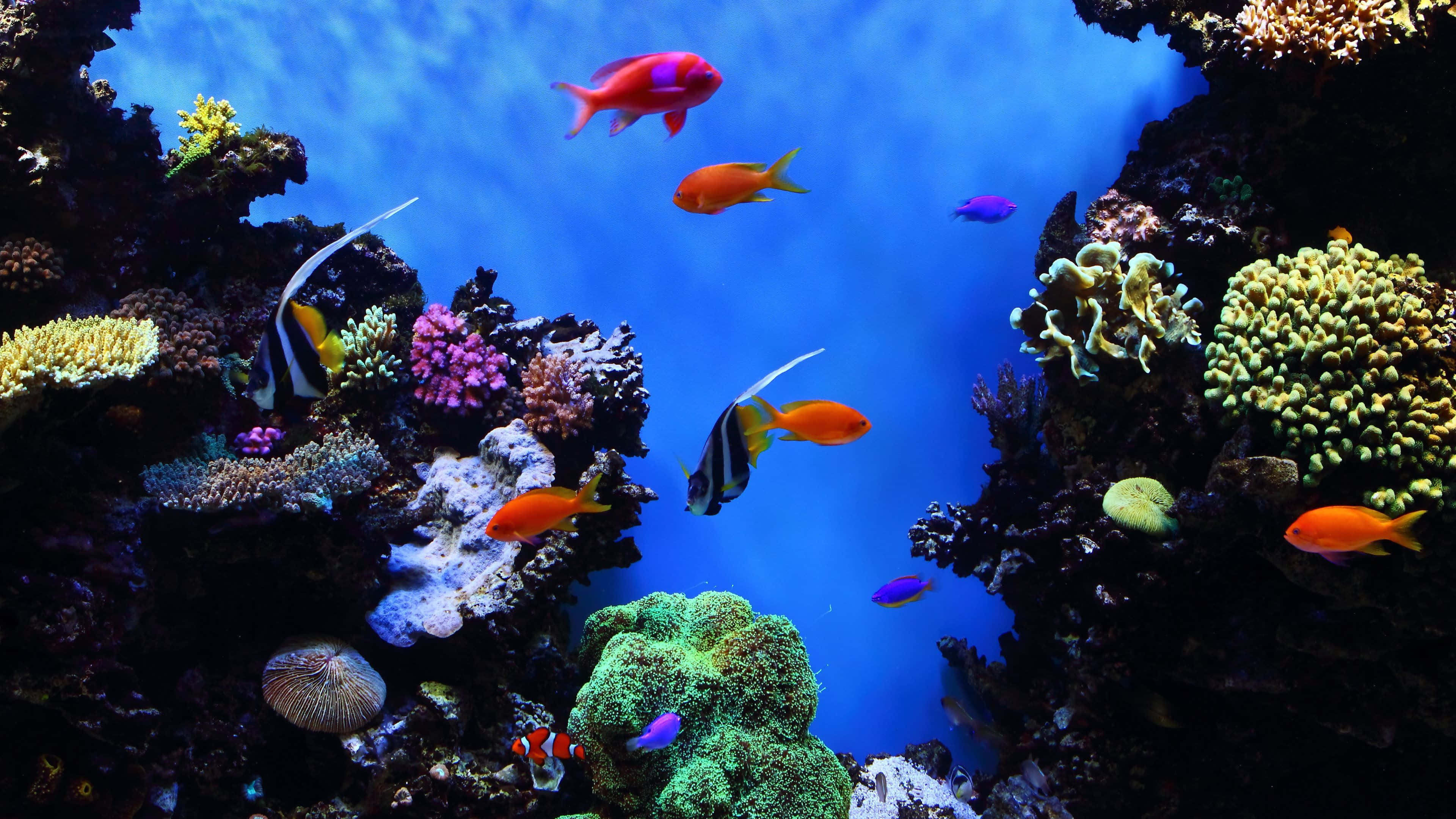 4K Fish, tropical fish, colorful coral formations, 4K Desktop Wallpaper