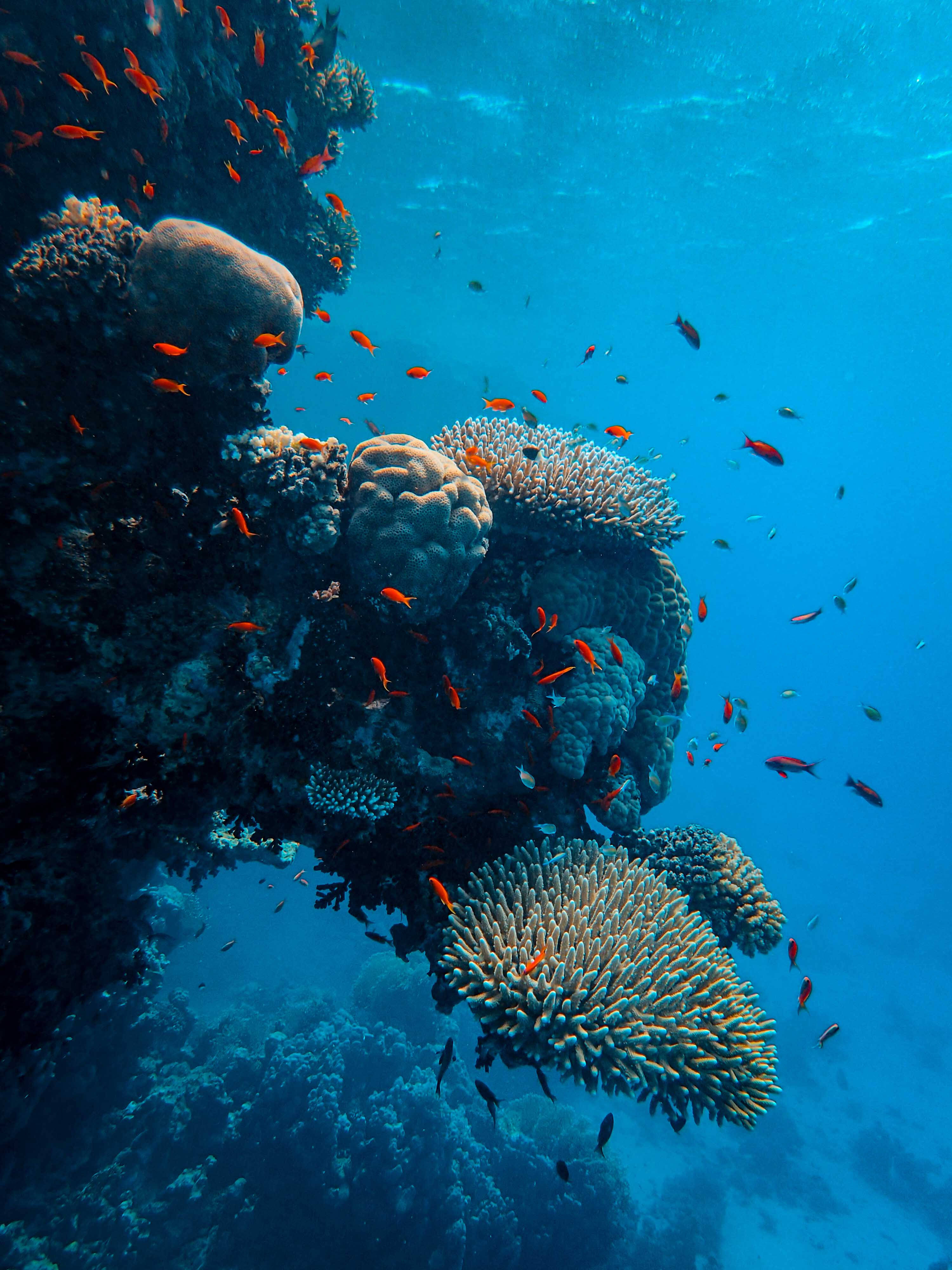 dark coral reef, orange fish, intricate coral formations, 4K Phone Wallpaper