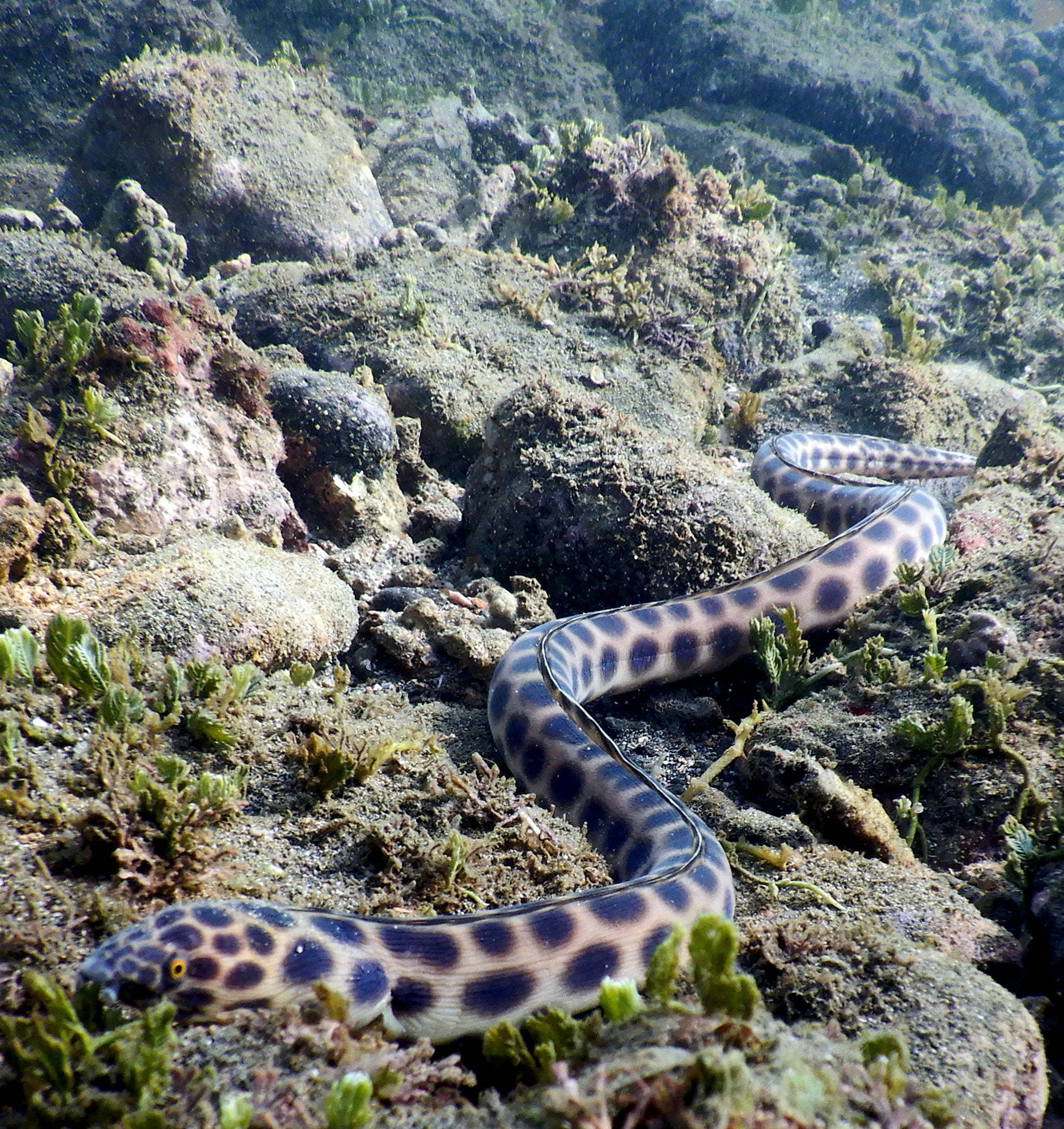 tiger snake eel, coral reef floor, green algae, Full HD Phone Wallpaper