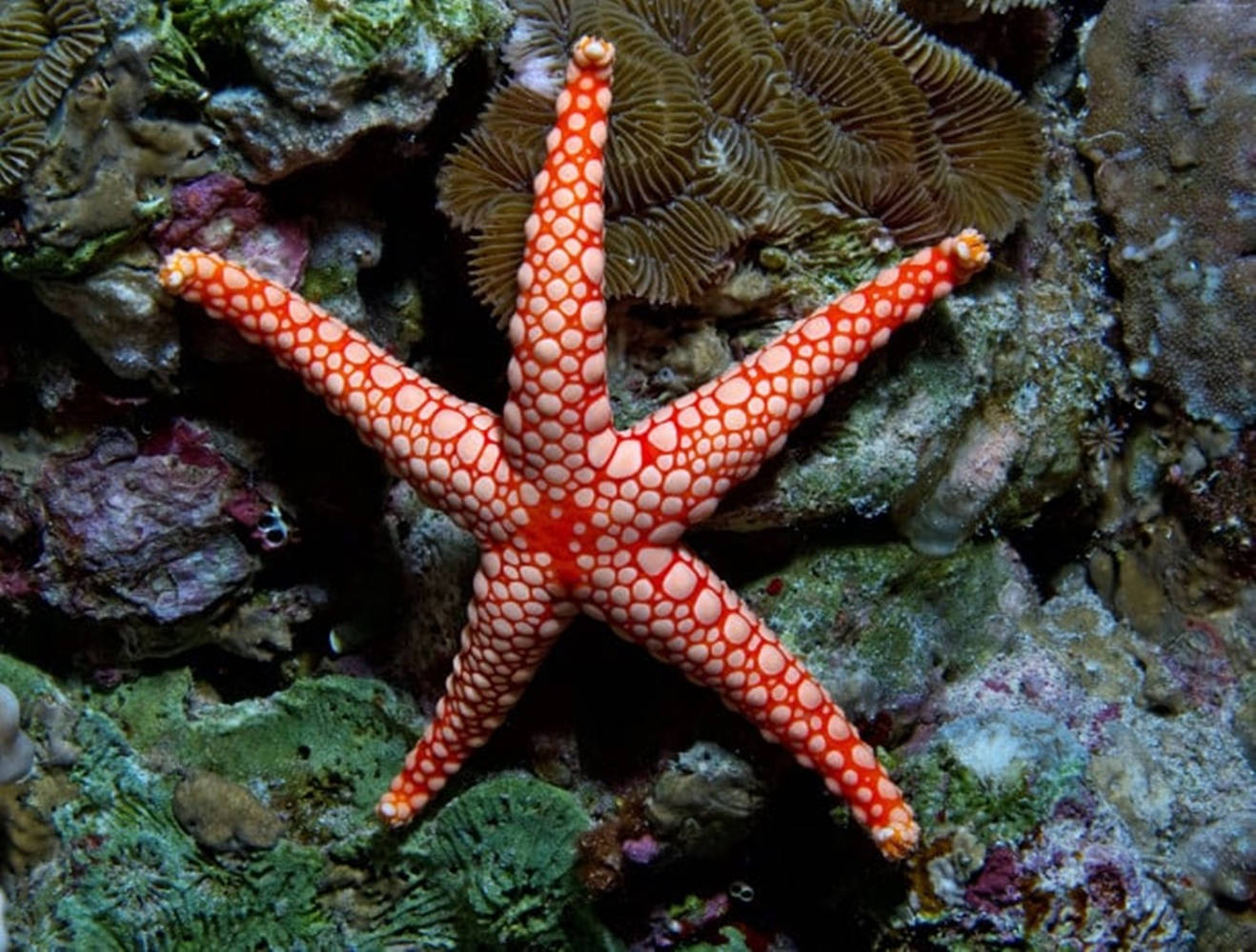 slim red starfish, vibrant orange starfish, white spots, HD Desktop Wallpaper
