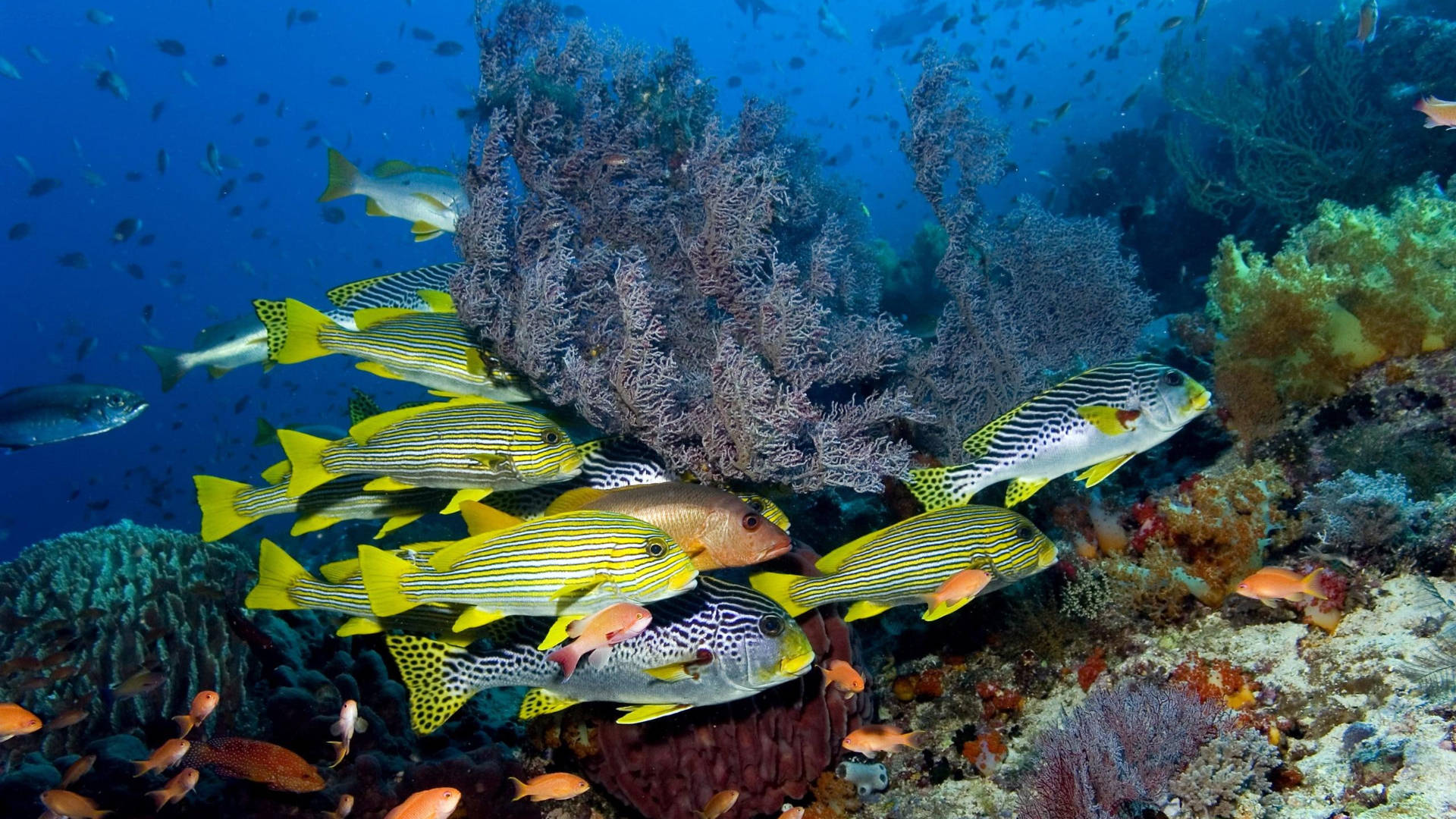 silver yellow tropical fish, yellow and black striped fish, colorful coral formations, Full HD Desktop Wallpaper