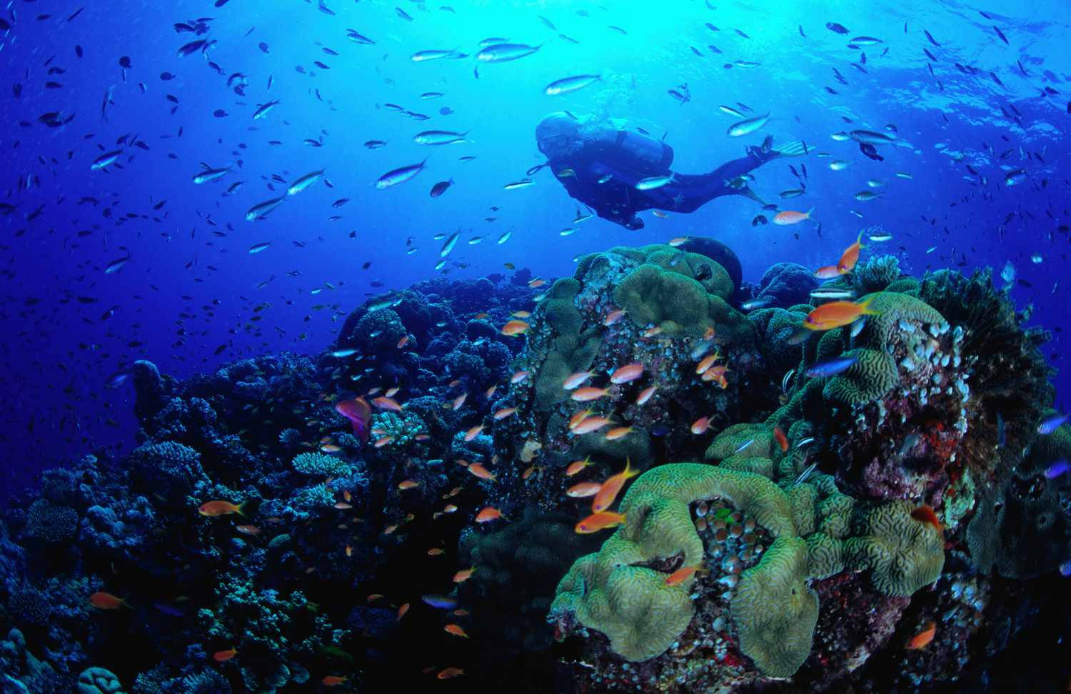 Coral Reef Fish Scuba Diver, coral reef, colorful fish, HD Desktop Wallpaper
