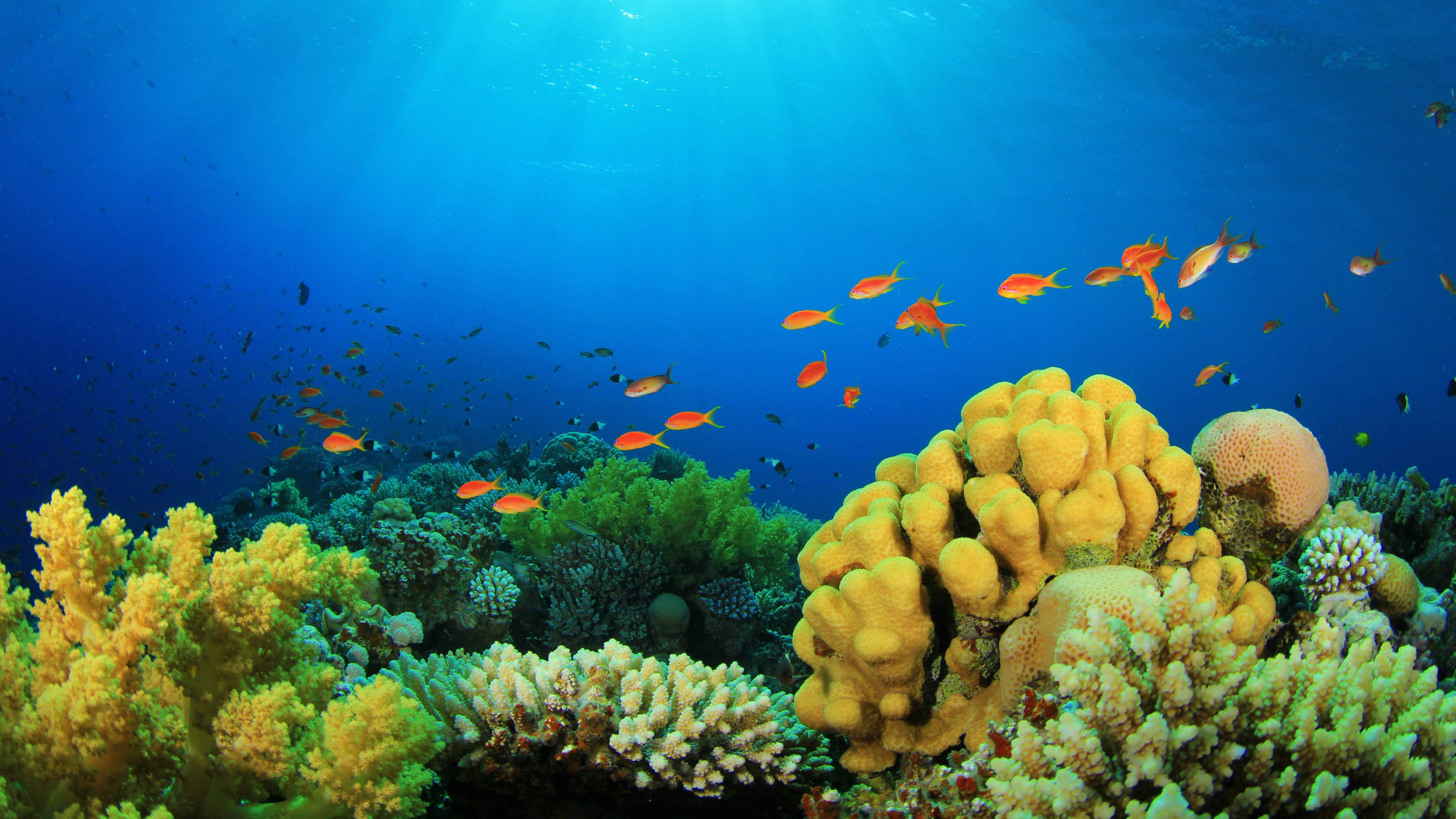 Coral Reef, fish, sunlight, 4K Desktop Wallpaper