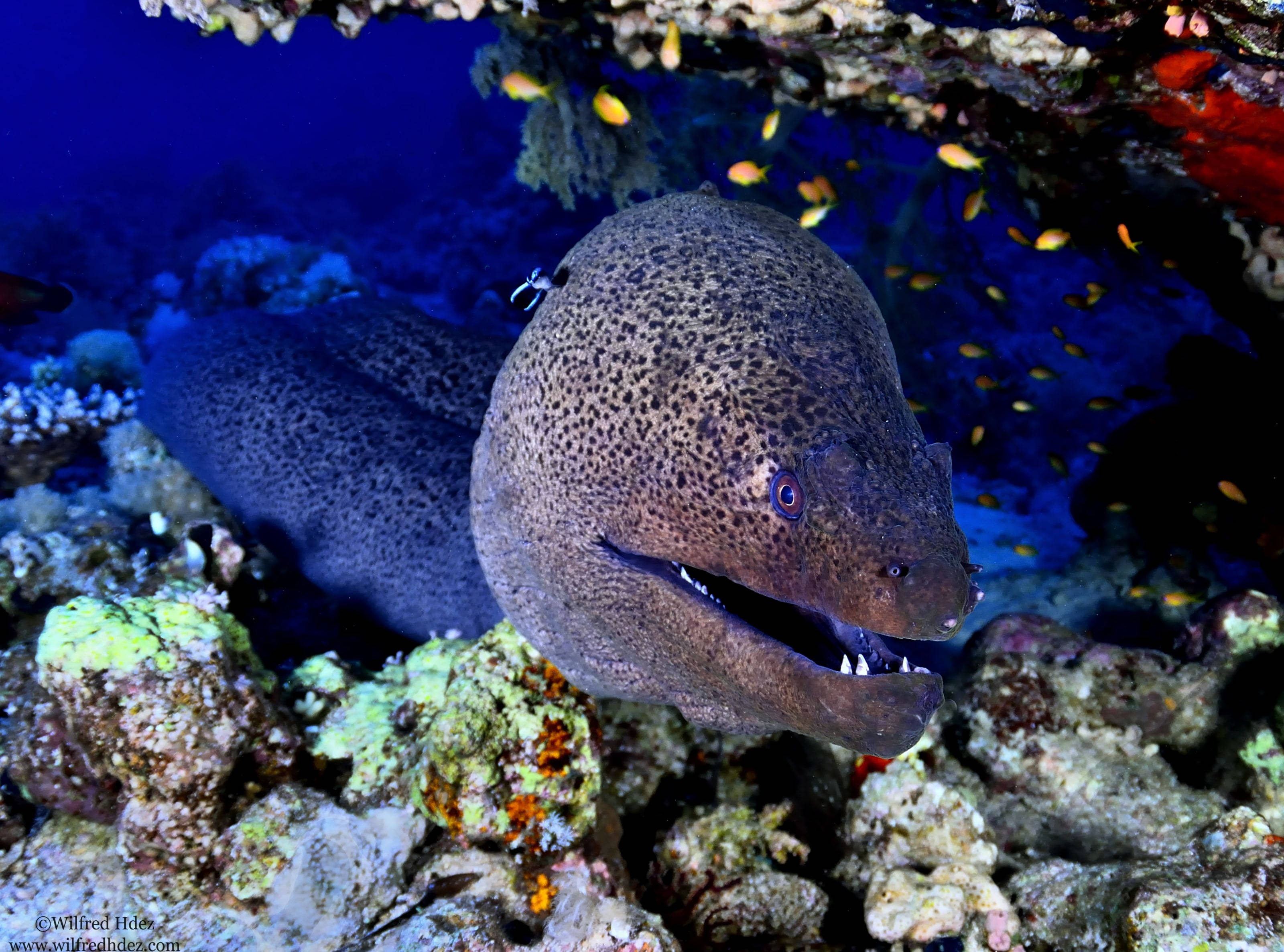 yellow edged moray eel, coral reef, small orange fish, 2K Desktop Wallpaper