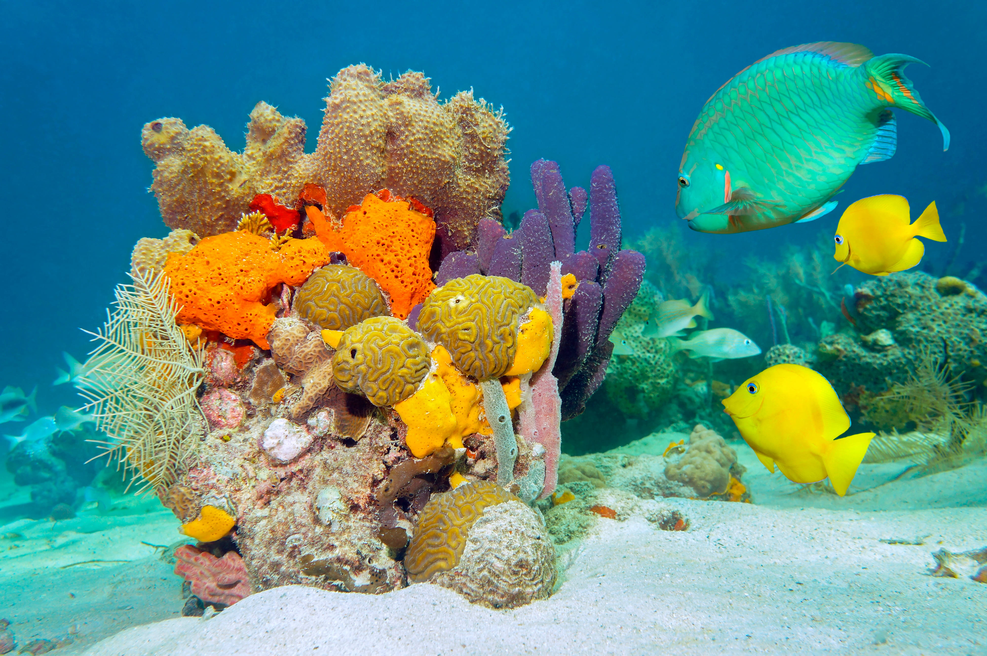4K Ultra HD, vibrant coral reef, colorful fish, 4K Desktop Wallpaper