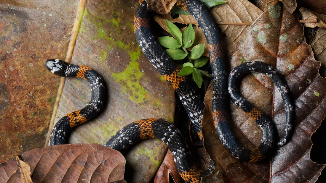 Coral Snake