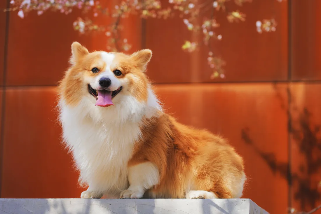 Corgi Wallpapers