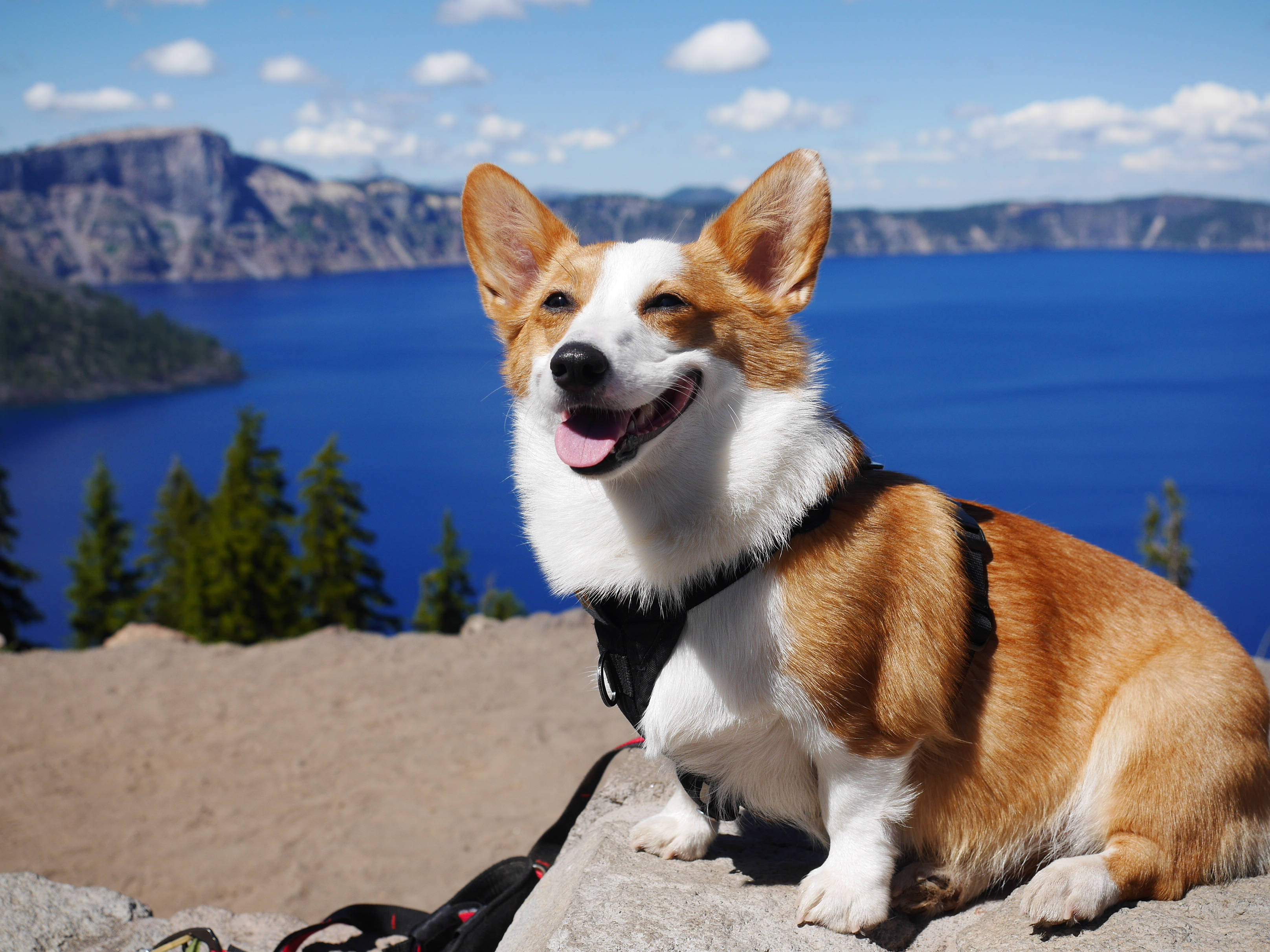 corgi, blue lake, rocky cliff, 2K Desktop Wallpaper