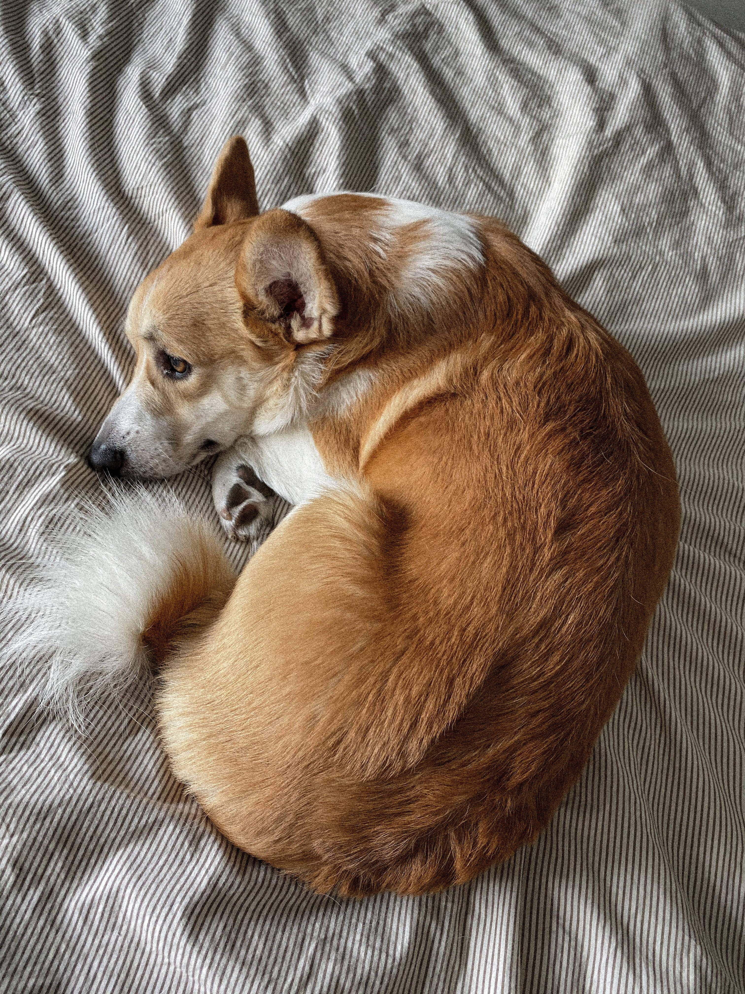 brown corgi, tan and white corgi, striped bedsheet, 4K Phone Wallpaper