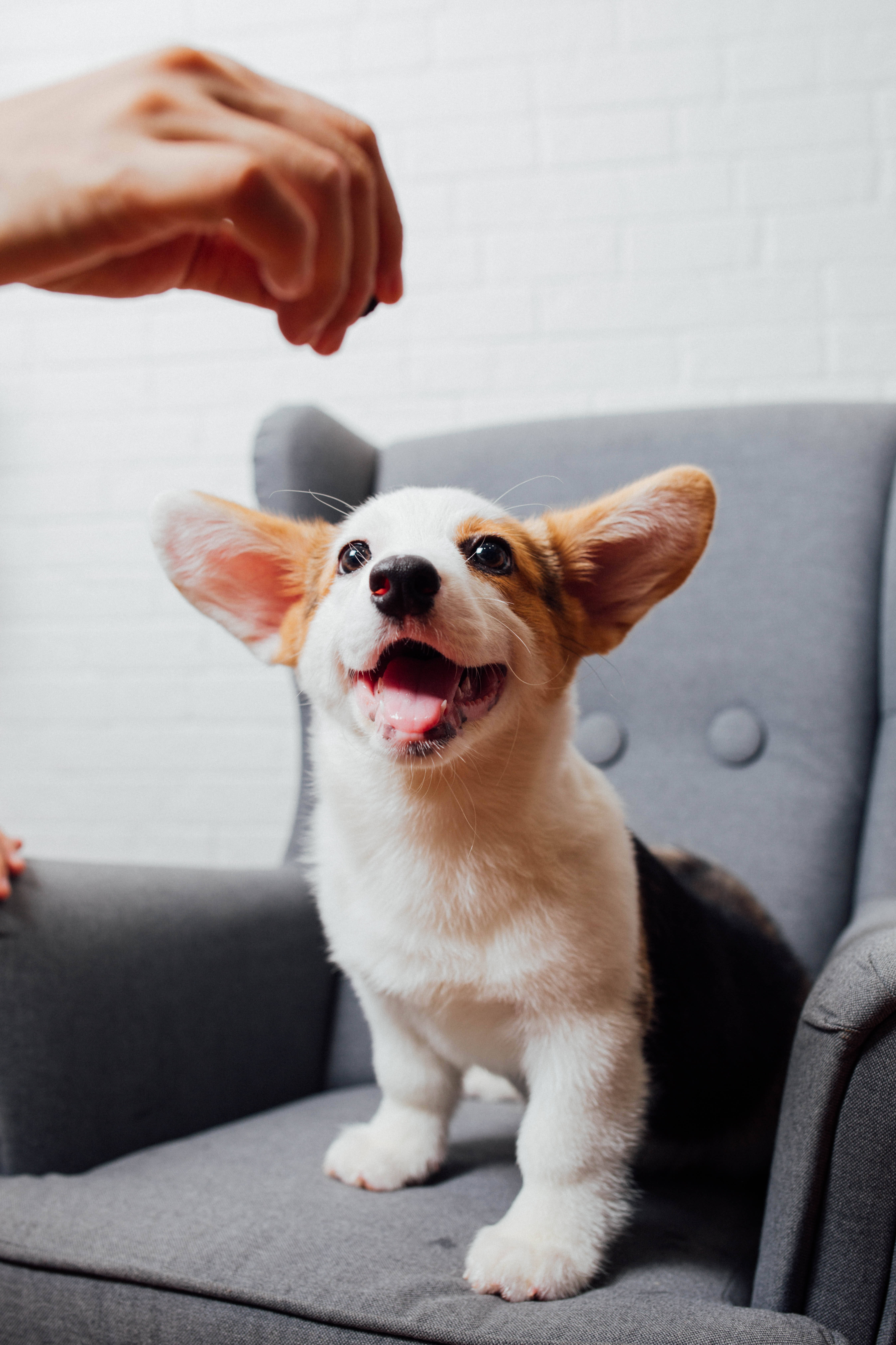 corgi puppy, gray chair, big ears, 5K Phone Wallpaper