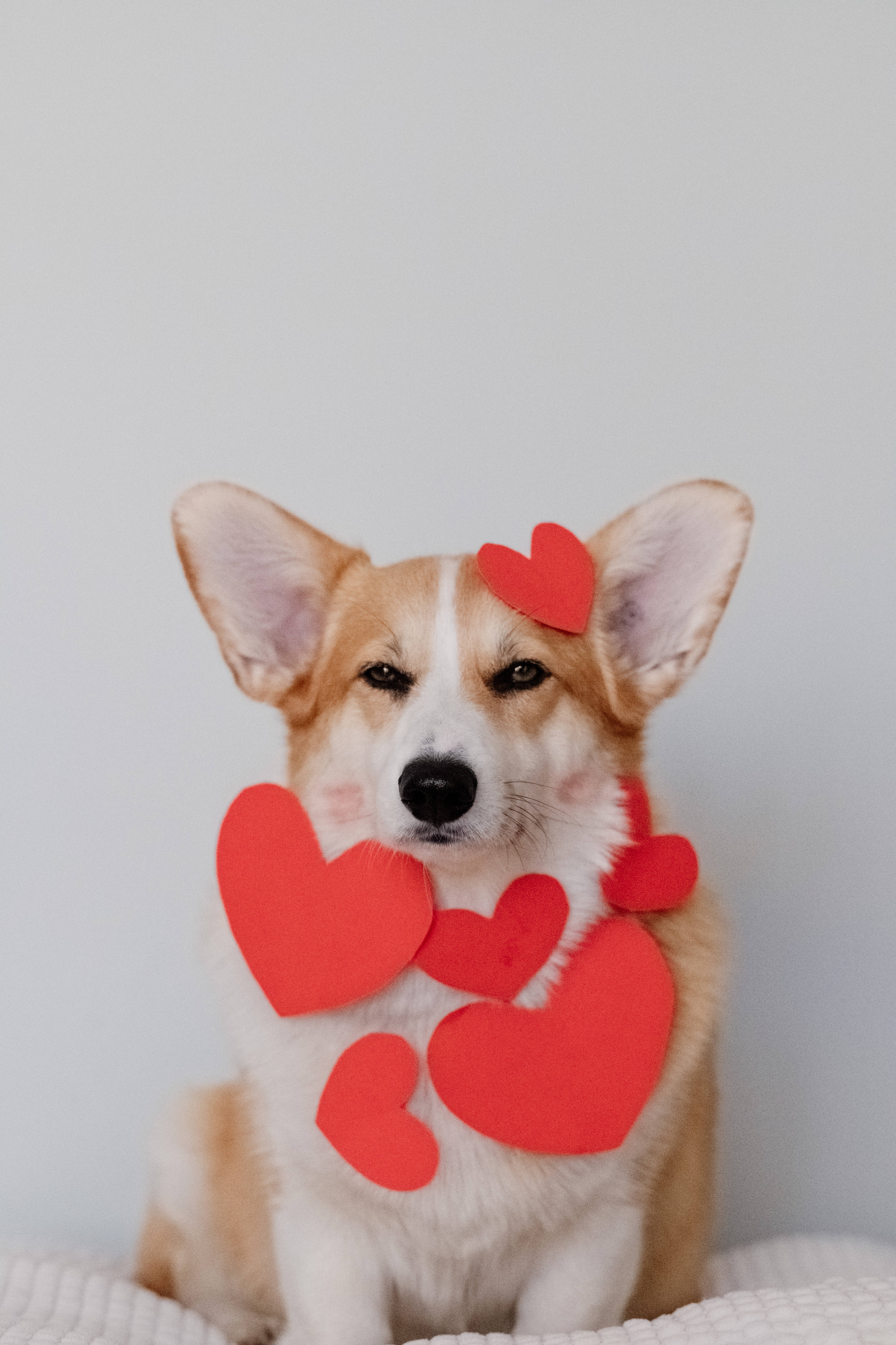 corgi, red paper hearts, light gray background, 5K Phone Wallpaper