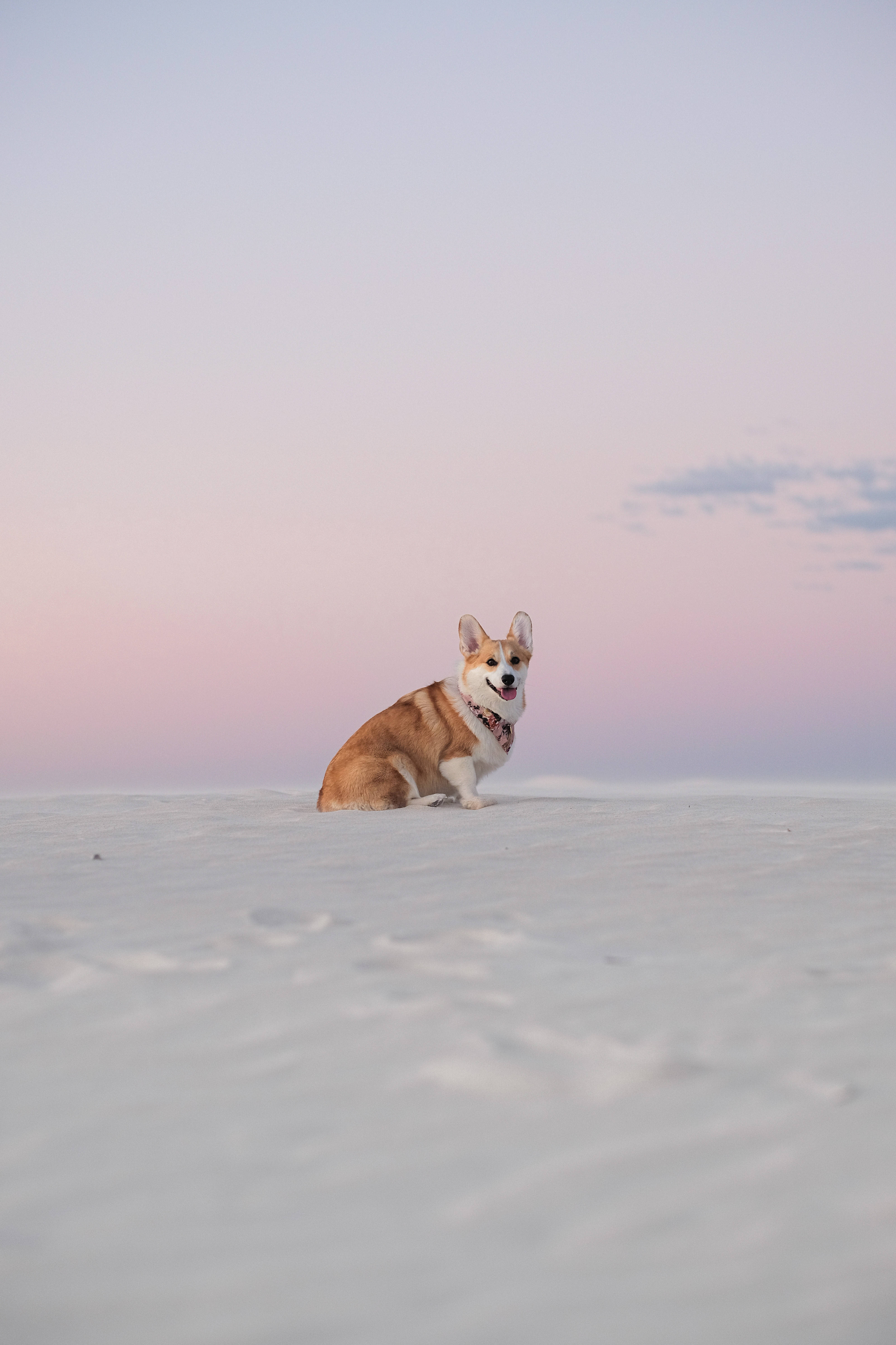 corgi, snow, sunset, 5K Phone Wallpaper