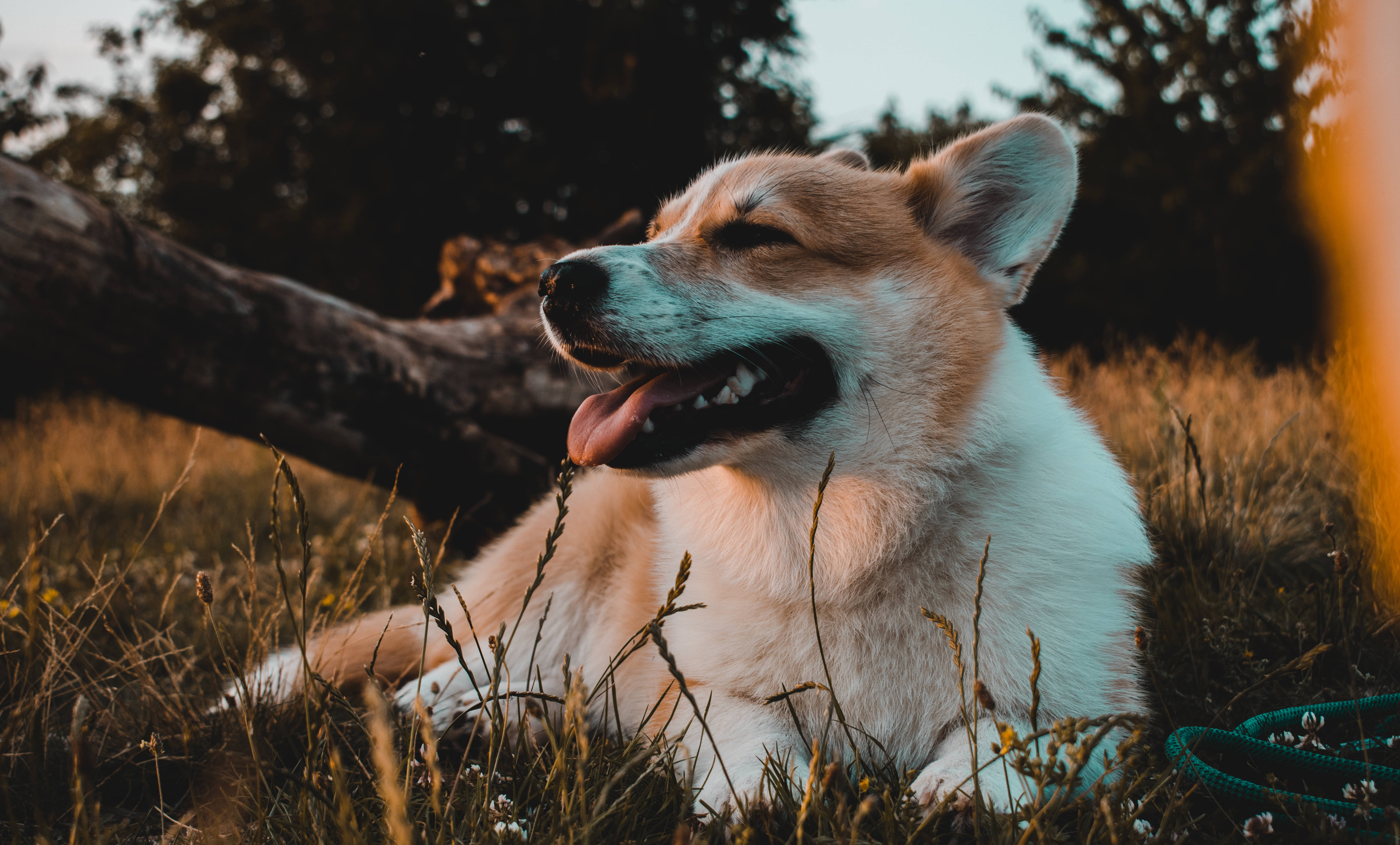 corgi, grass field, golden grass, 5K Desktop Wallpaper