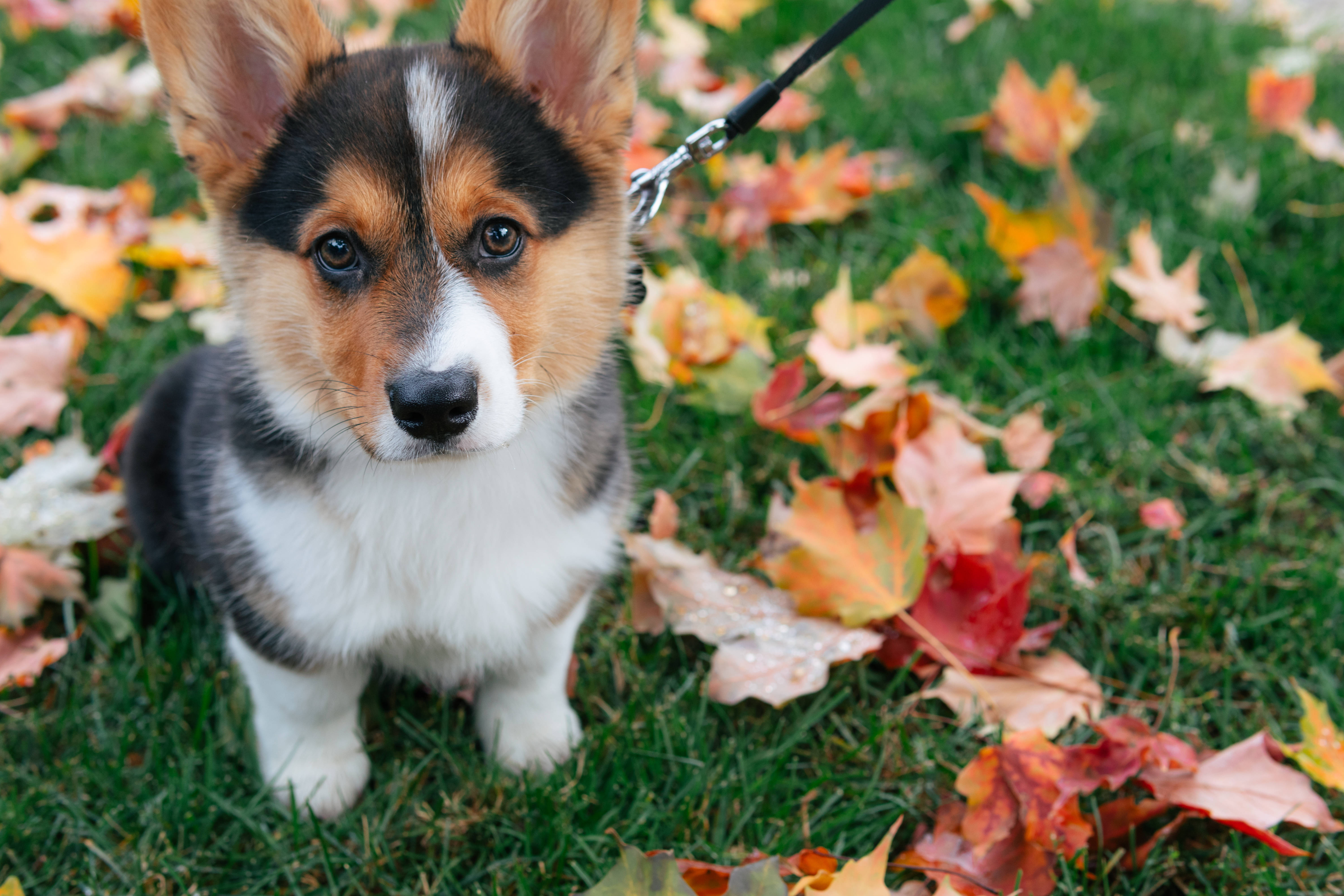 corgi, autumn leaves, grass, 5K Desktop Wallpaper