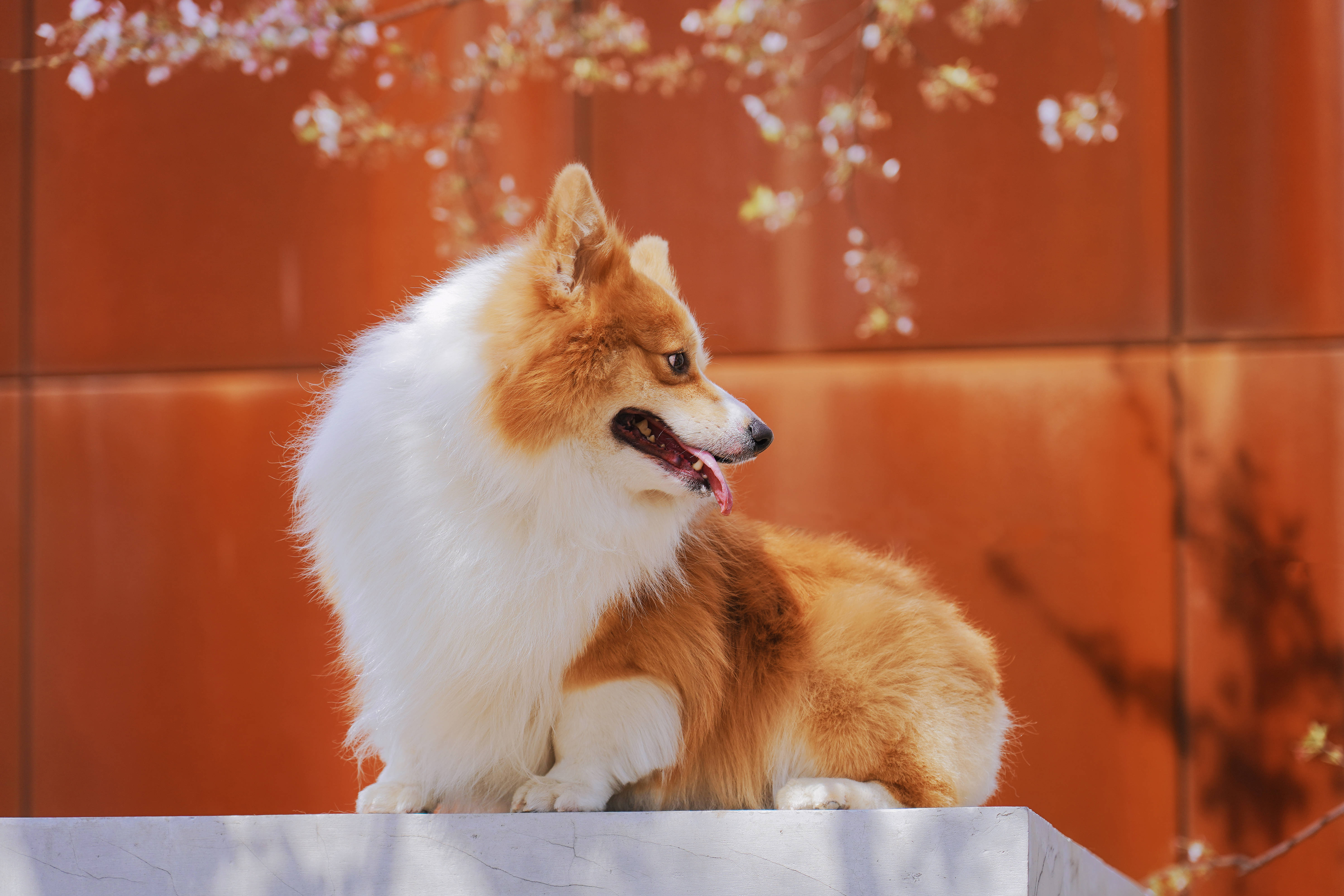 corgi, red and white corgi, orange wall, 5K Desktop Wallpaper