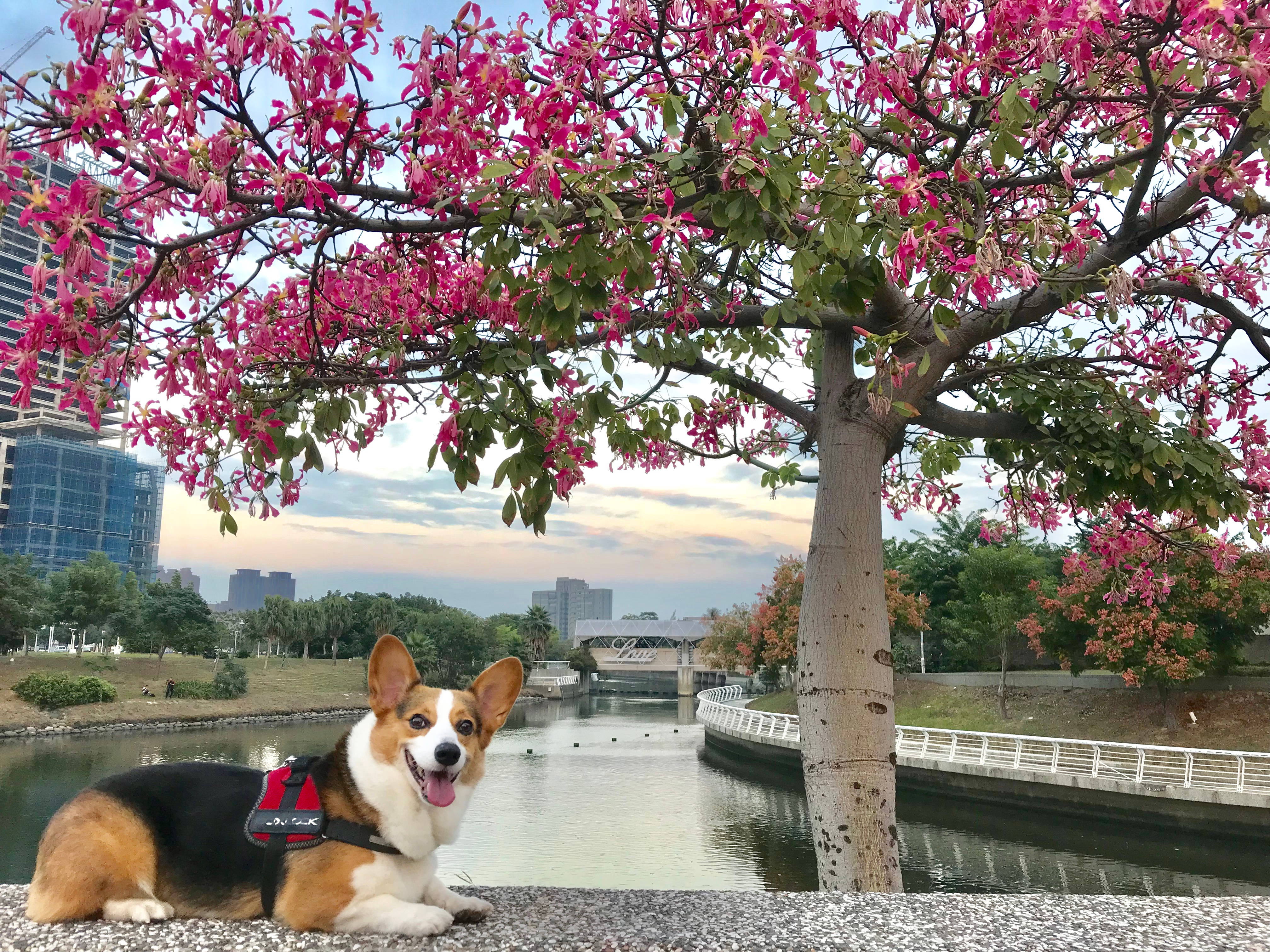 corgi, red harness, vibrant pink flowering tree, 4K Desktop Wallpaper