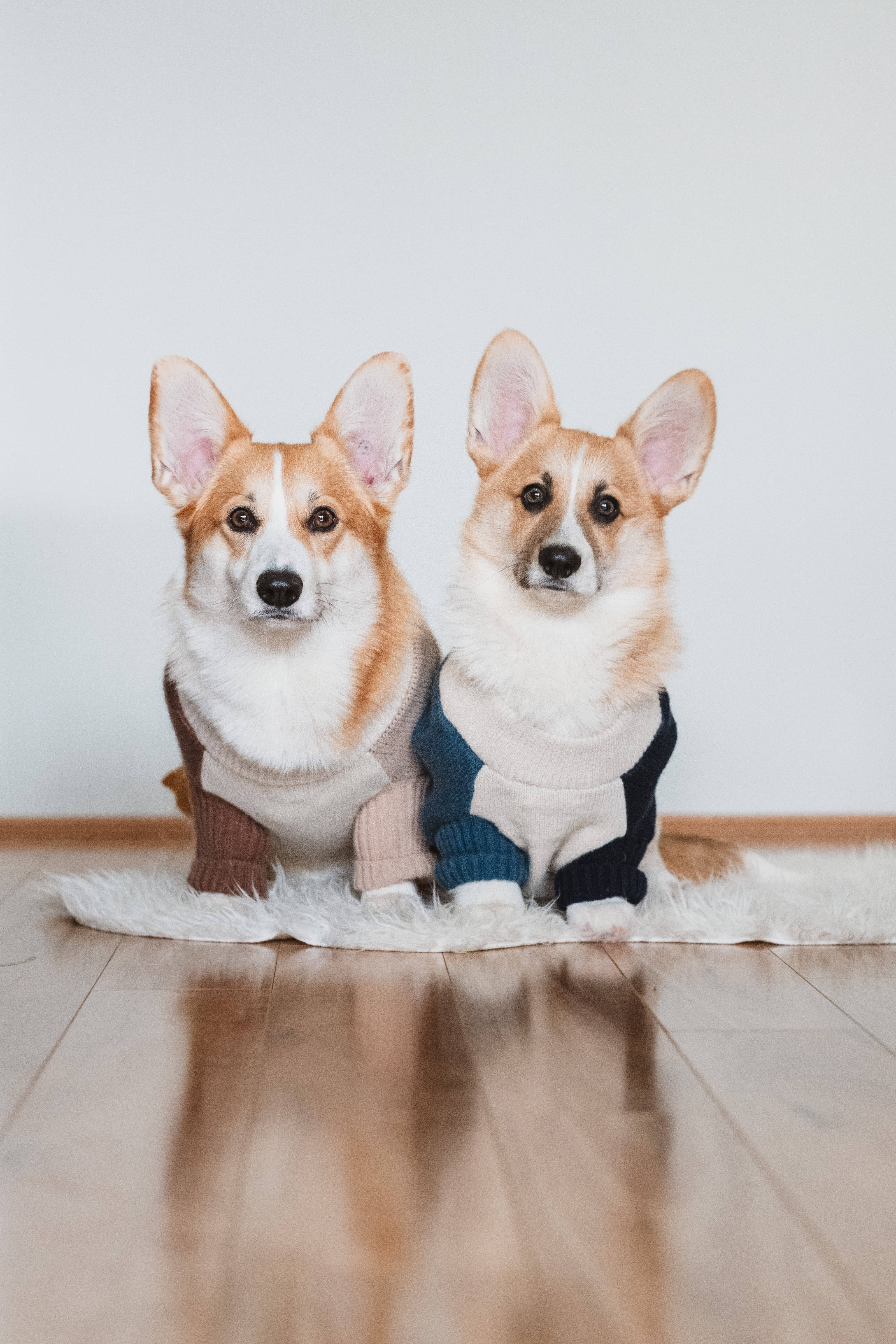 corgi, wood floor, cozy sweaters, 5K Phone Wallpaper