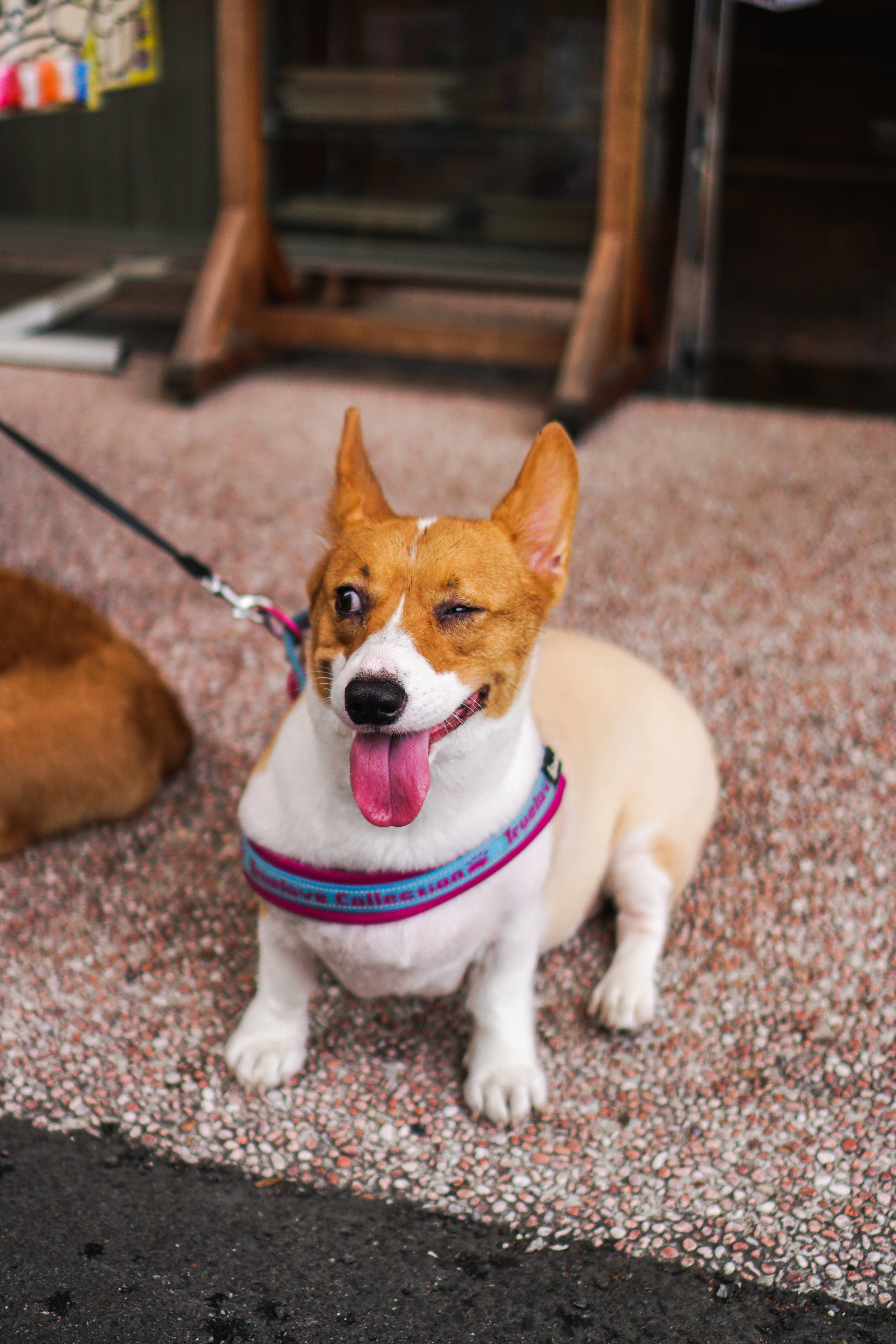 winking corgi, pebbled sidewalk, colorful harness, 5K Phone Wallpaper